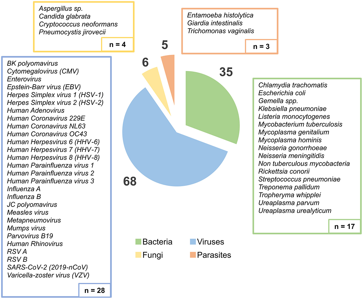 Bar chart comparing the number of samples and PCR positive hits across different specimen types. Oropharyngeal swabs have the highest counts, with 40 samples and 34 PCR hits. Genital swabs follow with 17 samples and 8 hits. Other specimen types such as urine, blood, and pleural fluid show minimal counts, with less than 5 in both categories.