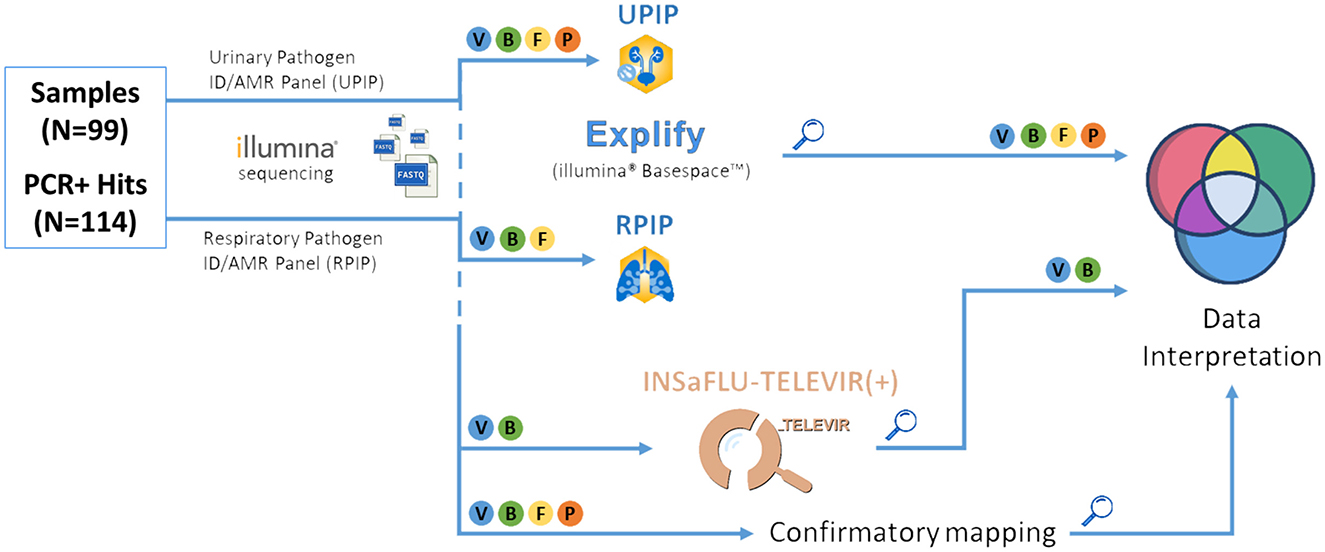 Flowchart depicting the process of analyzing 99 samples with 114 PCR positive hits. Using Illumina sequencing, samples are divided into Urinary Pathogen ID/AMR Panel (UPIP) and Respiratory Pathogen ID/AMR Panel (RPIP). Alll results are analyzed using the Basespace software and mapped for confirmatory analysis. INSaFLU-TELEVIR is also deployed for Bacterial and Viral Metagenomics. Data interpretation combines both panel Basespace and TELEVIR results. The letters V, B, F, and P represent Viral, Bacterial, Fungal and Parasite results.