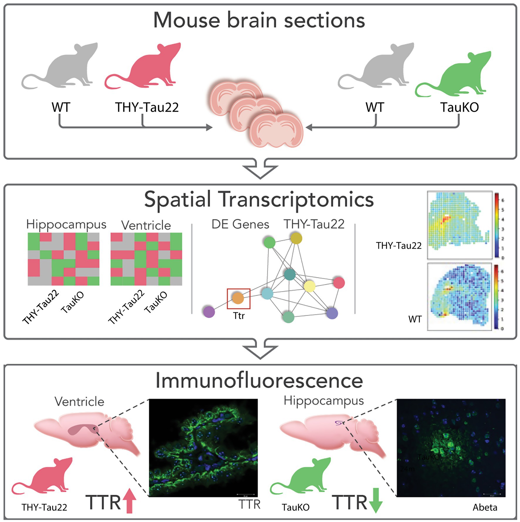 Panel A shows a UMAP plot with 13 clusters labeled by numbers. Panel B displays a UMAP plot annotated with regions labeled