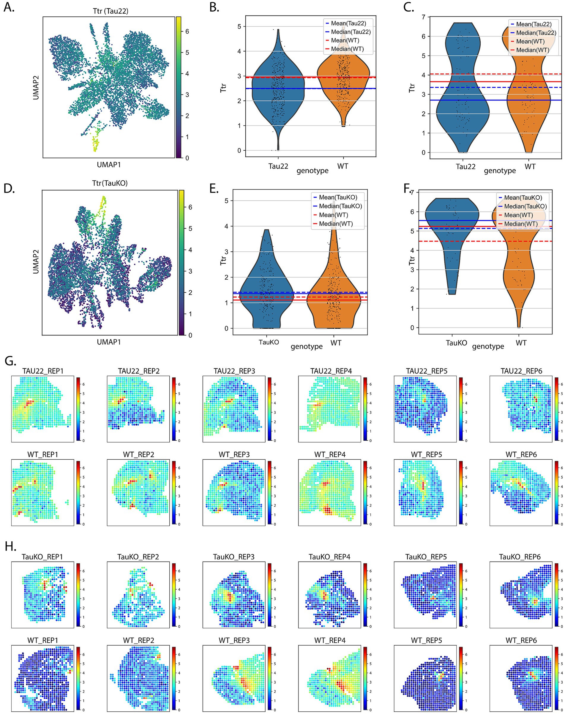 A collection of charts and visualizations related to Ttr analysis in different genotypes. Panels A and D show UMAP plots for Tau22 and TauKO genotypes, respectively. Panels B, C, E, and F display violin plots comparing Ttr across genotypes. Panels G and H present heat maps for various replicates of Tau22, TauKO, and WT genotypes. Each visualization is color-coded, with legends indicating the scale of analysis, reflecting differences in gene expression or protein levels.