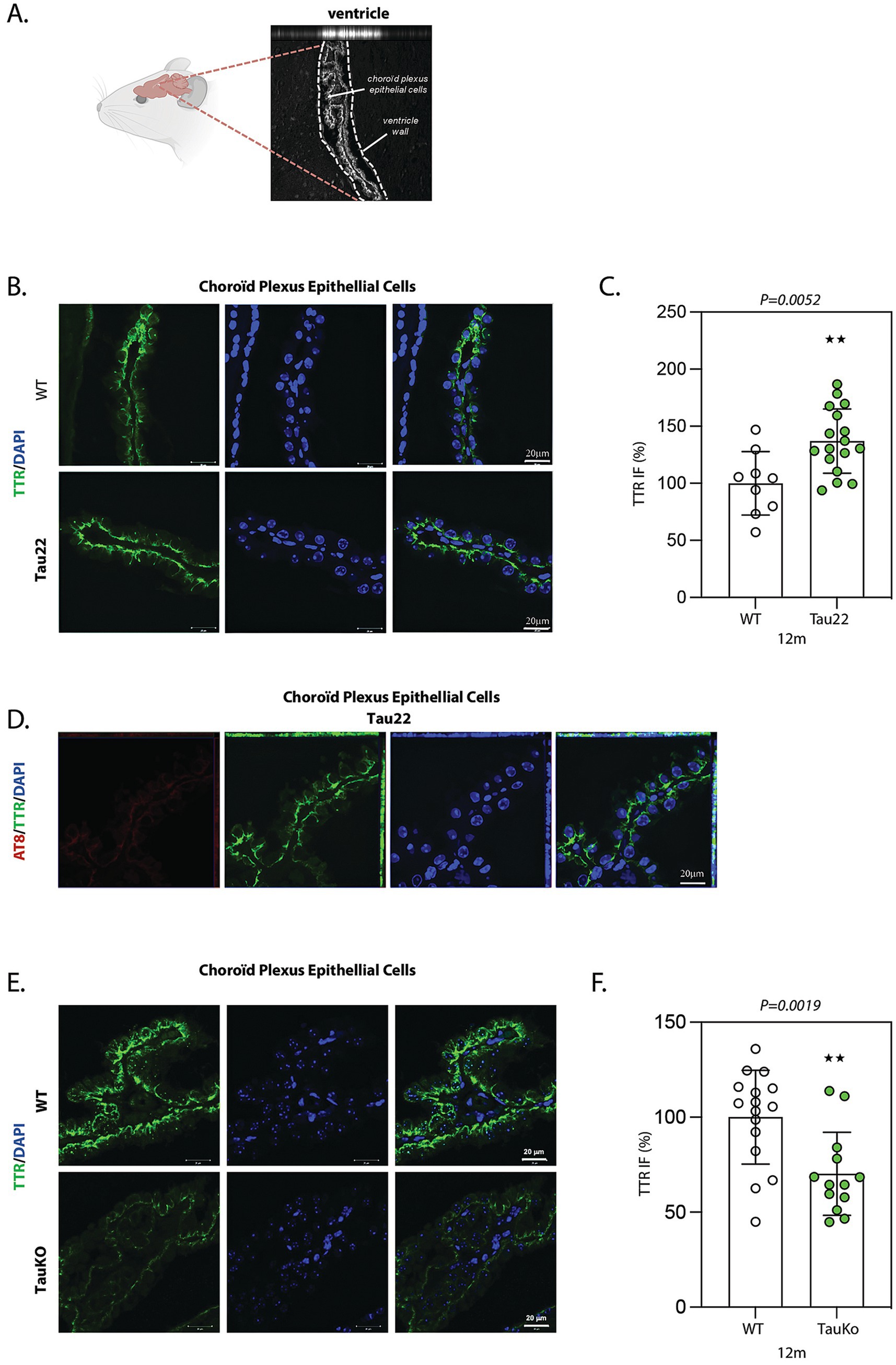 Scientific figure showing choroid plexus epithelial cells in various panels. Panel A displays a diagram of a mouse brain with a section enlarged to show the ventricle and choroid plexus epithelial cells. Panels B and E show immunofluorescence images of cells with TTR in green and DAPI in blue for WT and Tau22 or TauKO, respectively. Panel C and F present bar graphs comparing TTR immunofluorescence between WT and Tau22 or TauKO with notable p-values indicating significance. Panel D shows Tau22 cells stained with AT8 in red, TTR in green, and DAPI in blue. Scale bars indicate 20 micrometers.