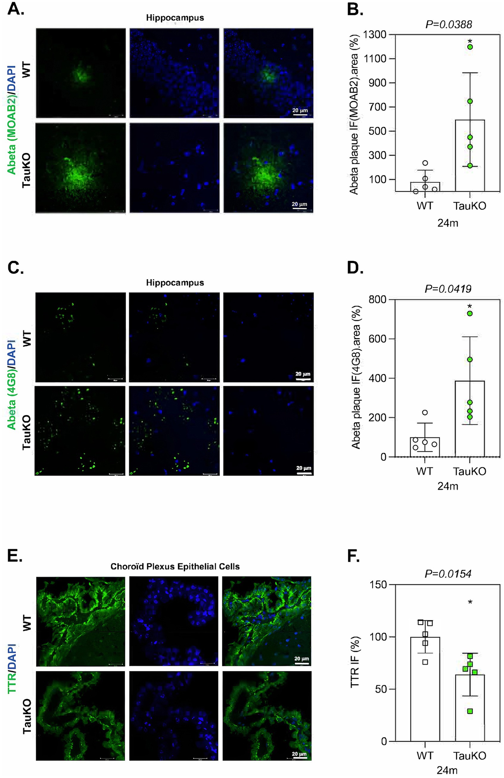 Fluorescence microscopy and bar graphs comparing wild-type (WT) and Tau knockout (TauKO) samples. Panels A and C show Abeta plaques in the hippocampus using MOAB2 and 4G8 staining, respectively. Panels B and D present bar graphs indicating significant increases in Abeta plaque areas in TauKO mice. Panel E shows images of TTR expression in choroid plexus epithelial cells. Panel F displays a bar graph illustrating reduced TTR immunofluorescence in TauKO mice. Statistical significance is noted with asterisks and p-values. Scale bars indicate 20 micrometers.
