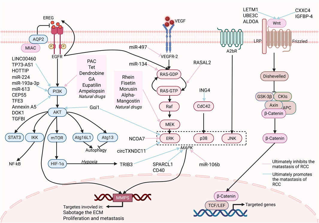Diagram depicting molecular pathways involved in renal cell carcinoma metastasis. Key components include EGFR, VEGFR-2, and Wnt signaling pathways. Various molecules, genes, and natural drugs interact with these pathways, influencing processes like autophagy, hypoxia, and proliferation. The diagram highlights the complex network of signaling interactions contributing to cancer development and potential therapeutic targets.