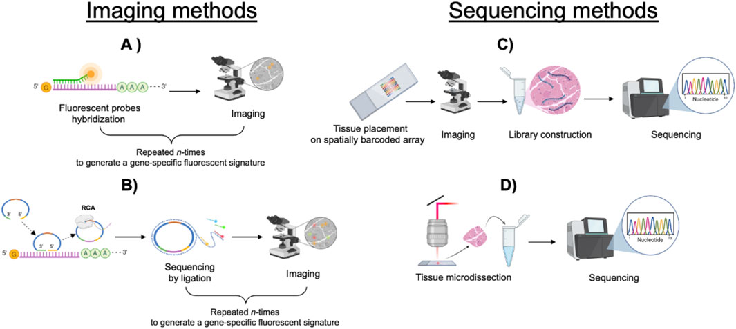 Diagram illustrating imaging and sequencing methods. A) Fluorescent probes hybridize to specific sequences within the tissue and are imaged by microscopy. Repeated cycles of the procedure generate a gene-specific fluorescent signature. B) Rolling circle amplification followed by sequencing by ligation. Repeated cycles of the procedure generate a gene-specific fluorescent signature. C) Tissue placed on a barcoded array undergoes imaging, mRNA extraction, library construction, and sequencing. D) Tissue microdissection followed by sequencing.