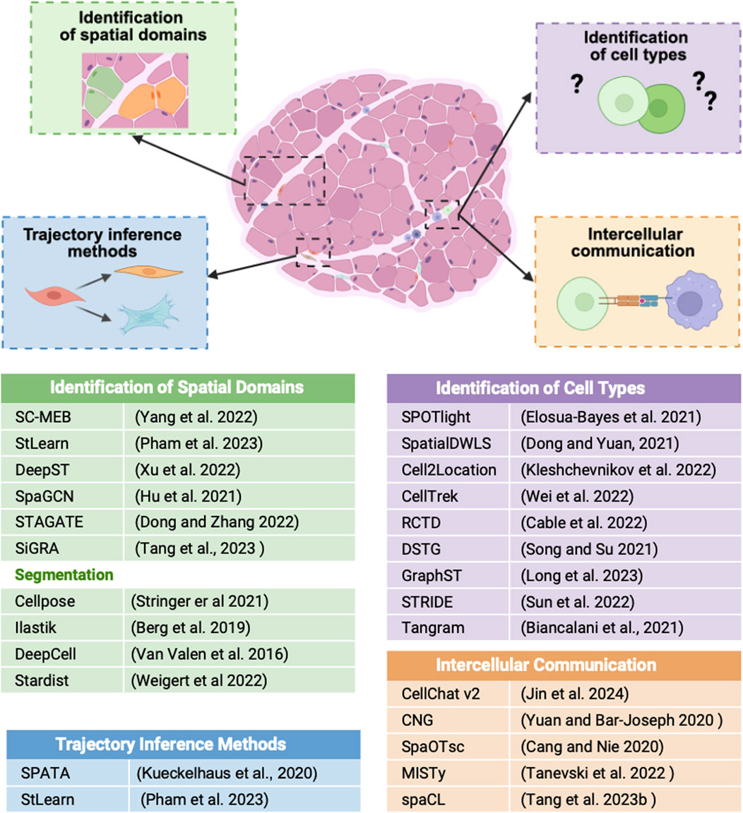 Schematic illustration showing how ST data can be used to identify spatial domains, cell types, cellular trajectories, and intercellular communication within tissue sections. Each process is linked to the bioinformatic tools listed in the table at the bottom.