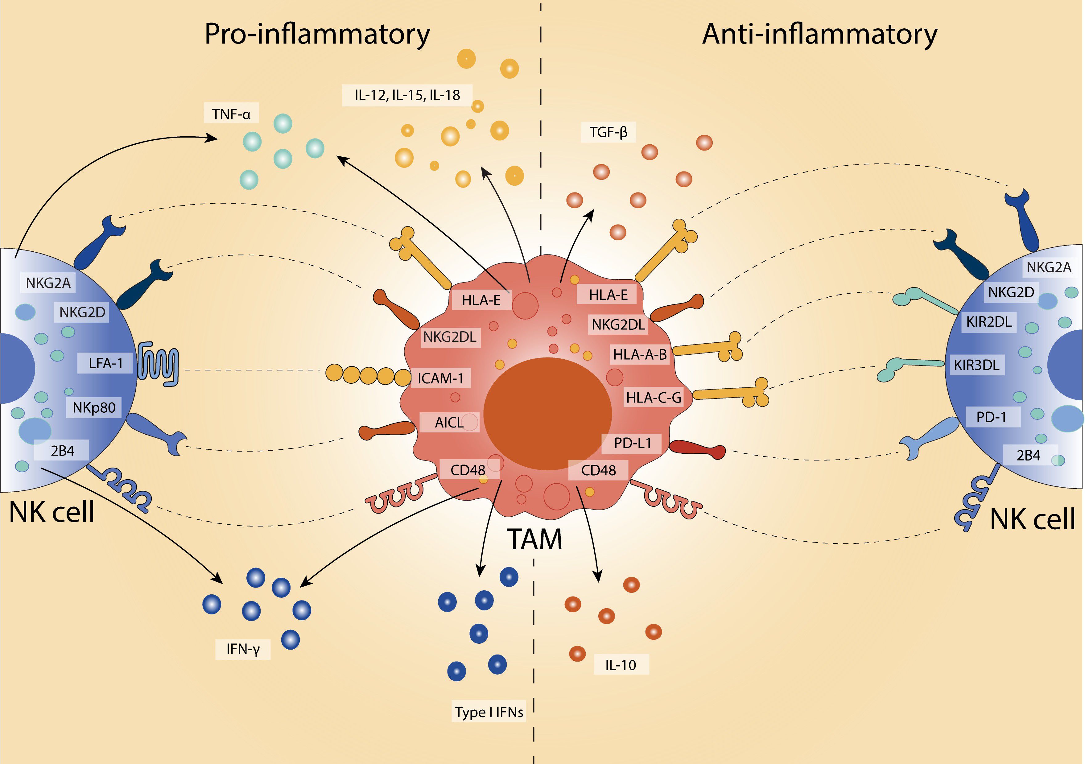 Diagram illustrating interactions between NK cells and a tumor-associated macrophage (TAM), depicting pro-inflammatory and anti-inflammatory responses. NK cells on both sides interact with the TAM through various receptors and ligands such as NKG2D, KIR2DL, and others. The pro-inflammatory side includes TNF-α and Type I IFNs, while the anti-inflammatory side includes TGF-β and IL-10. Key proteins involved are labeled on the cells and their interactions are indicated with arrows.