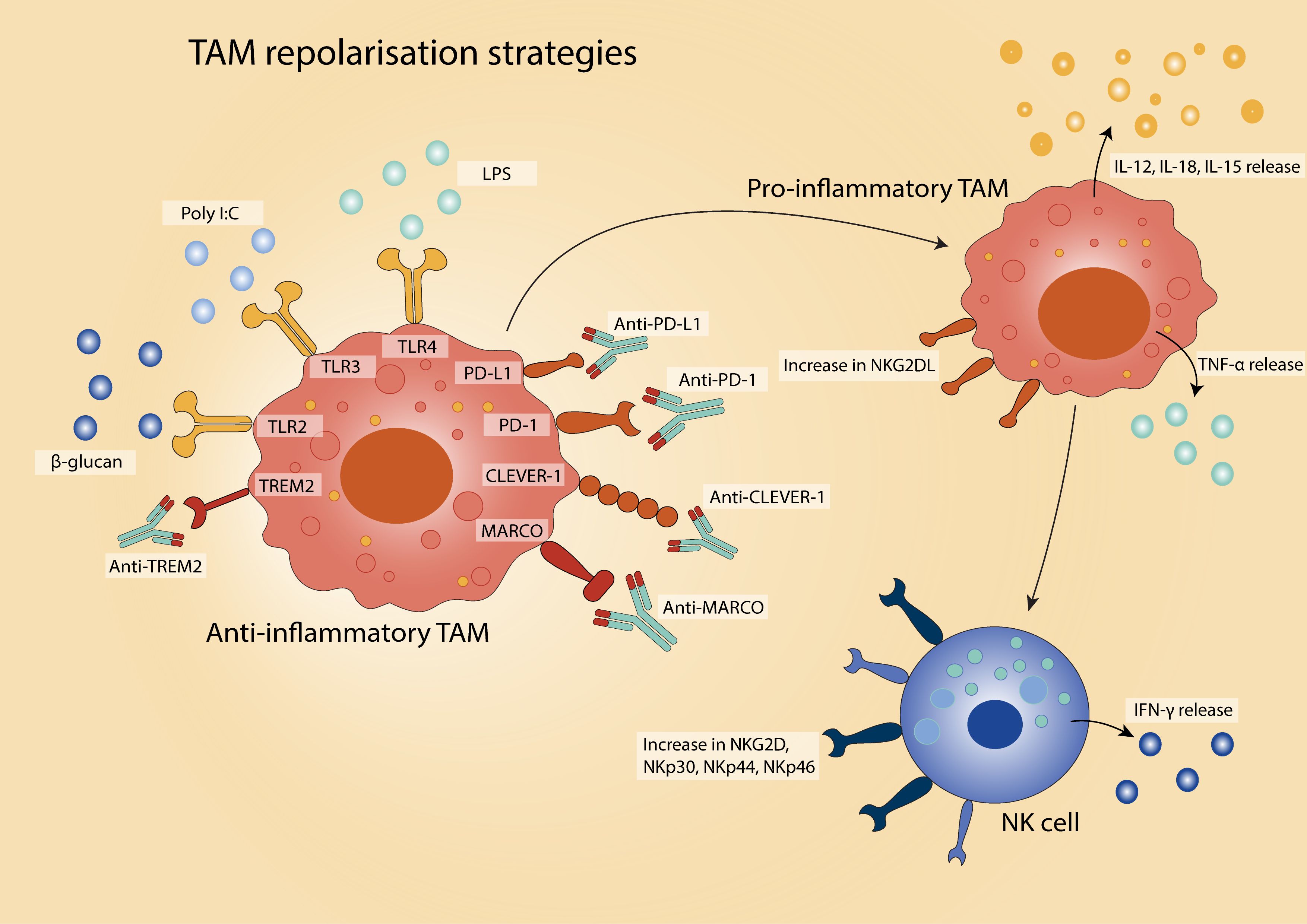 Diagram showing TAM repolarization strategies. An anti-inflammatory TAM is depicted with TLR2, TLR3, TLR4, PD-L1, PD-1, CLEVER-1, MARCO, and TREM2 receptors. Treatments like β-glucan, Poly I:C, LPS, and antibodies such as anti-TREM2, anti-PD-L1, anti-PD-1, anti-CLEVER-1, and anti-MARCO lead to a pro-inflammatory TAM. This process increases NKG2DL, and releases IL-12, IL-18, IL-15, and TNF-α, activating NK cells that release IFN-γ and show increased NKG2D, NKp30, NKp44, and NKp46.
