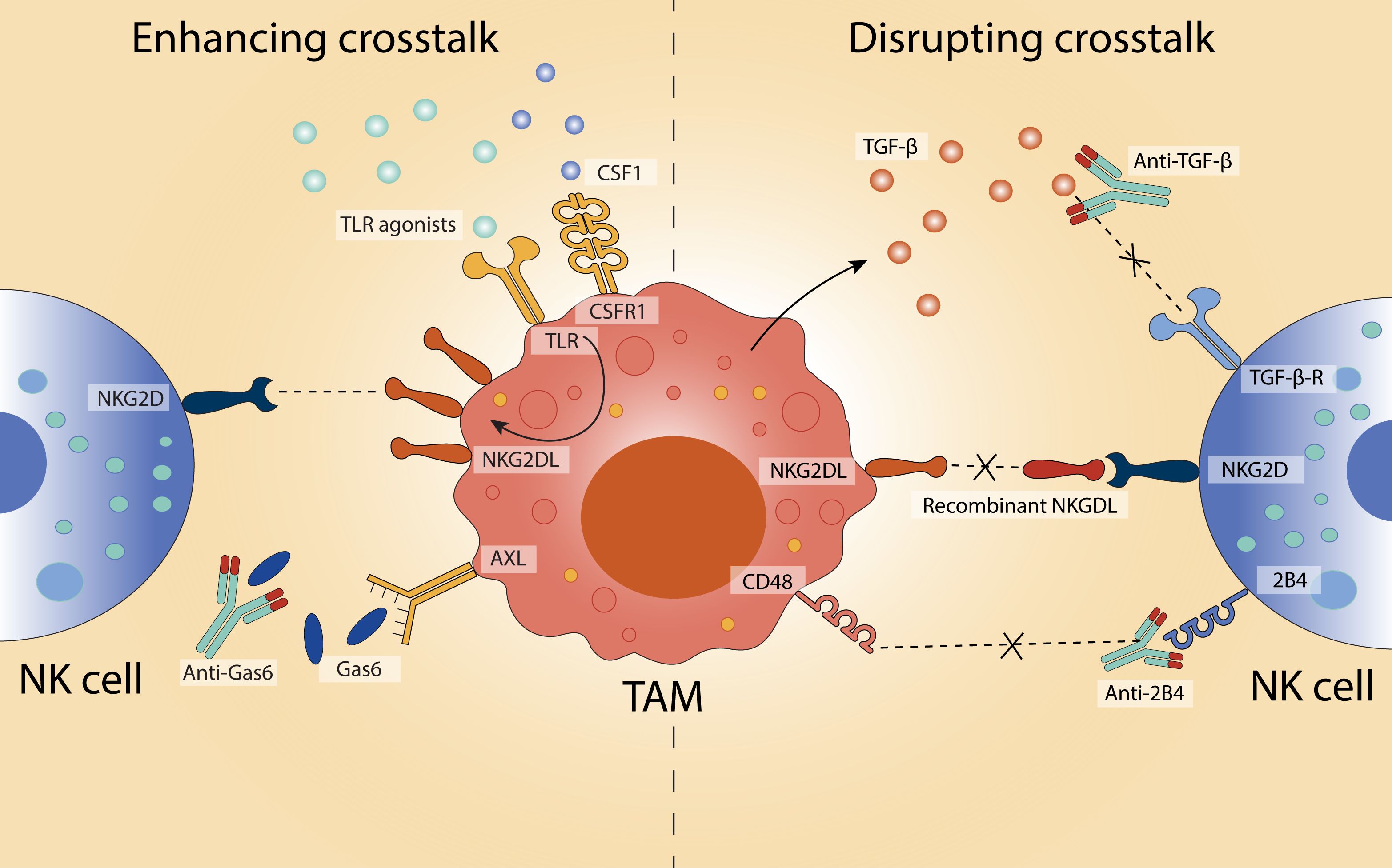 Diagram depicting interactions between NK cells and TAM, showing processes that enhance and disrupt crosstalk. On the left, enhancing crosstalk involves components like NKG2D, CSF1, TLR agonists, and Gas6. On the right, disrupting crosstalk involves TGF-β, Anti-TGF-β, Recombinant NKGDL, and Anti-2B4. TAM is central, interacting with components from NK cells on both sides.