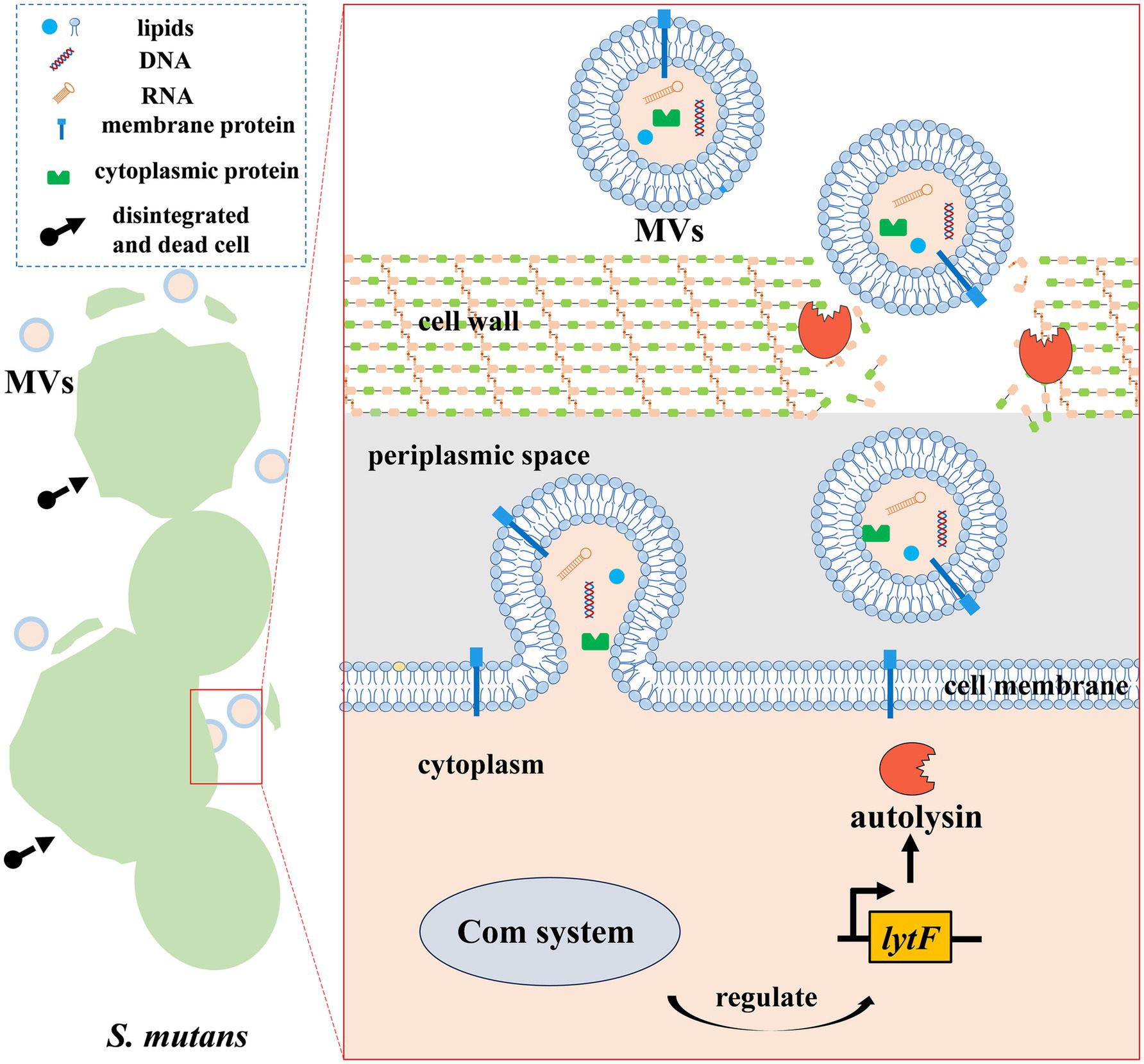 Diagram illustrating the formation of membrane vesicles (MVs) in *Streptococcus mutans*. MVs are shown in the periplasmic space near the cell wall and membrane, containing lipids, DNA, RNA, membrane and cytoplasmic proteins. The process involves autolysin and the Com system, regulating lytF expression, leading to cell disintegration.