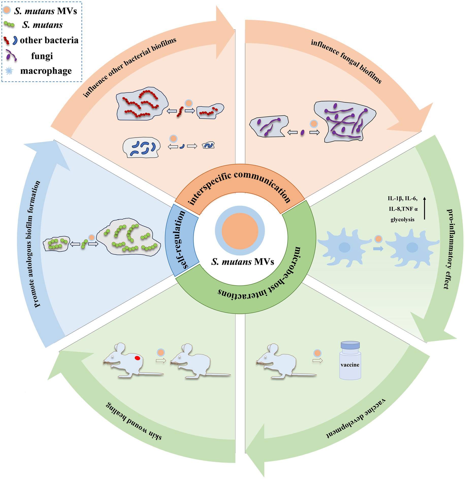 Diagram showing the multi-faceted roles of *S. mutans* microvesicles (MVs). The central circle highlights their function in interspecific communication and microbe-host interactions. The surrounding sections depict their influence: enhancing other bacterial biofilms, impacting fungal biofilms, promoting autologous biofilm formation, and inducing a pre-inflammatory effect through cytokines IL-1β, IL-6, IL-8, and TNF-α. Two sections show mouse models for skin wound healing and vaccine development. The diagram includes a legend indicating symbols for *S. mutans* MVs, *S. mutans*, other bacteria, fungi, and macrophages.
