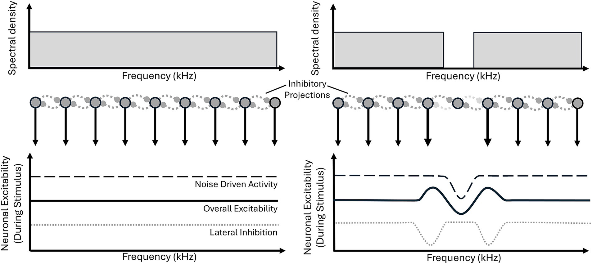 Graphical illustration comparing two auditory processing models. The left shows uniform spectral density and neuronal excitability across frequencies with dashed lines indicating lateral inhibition. The right depicts two spectral peaks, linked by inhibitory projections, causing variable excitability and inhibition at different frequencies. The graphs highlight how neuronal activity differs during noise-driven stimuli.