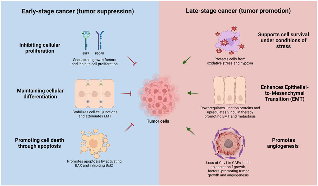 Diagram contrasting mechanisms in early-stage and late-stage cancer. Early-stage (left) focuses on tumor suppression, inhibiting cellular proliferation, maintaining cellular differentiation, and promoting apoptosis. Late-stage (right) involves tumor promotion, supporting cell survival under stress, enhancing epithelial-to-mesenchymal transition (EMT), and promoting angiogenesis. Tumor cells are centrally depicted.