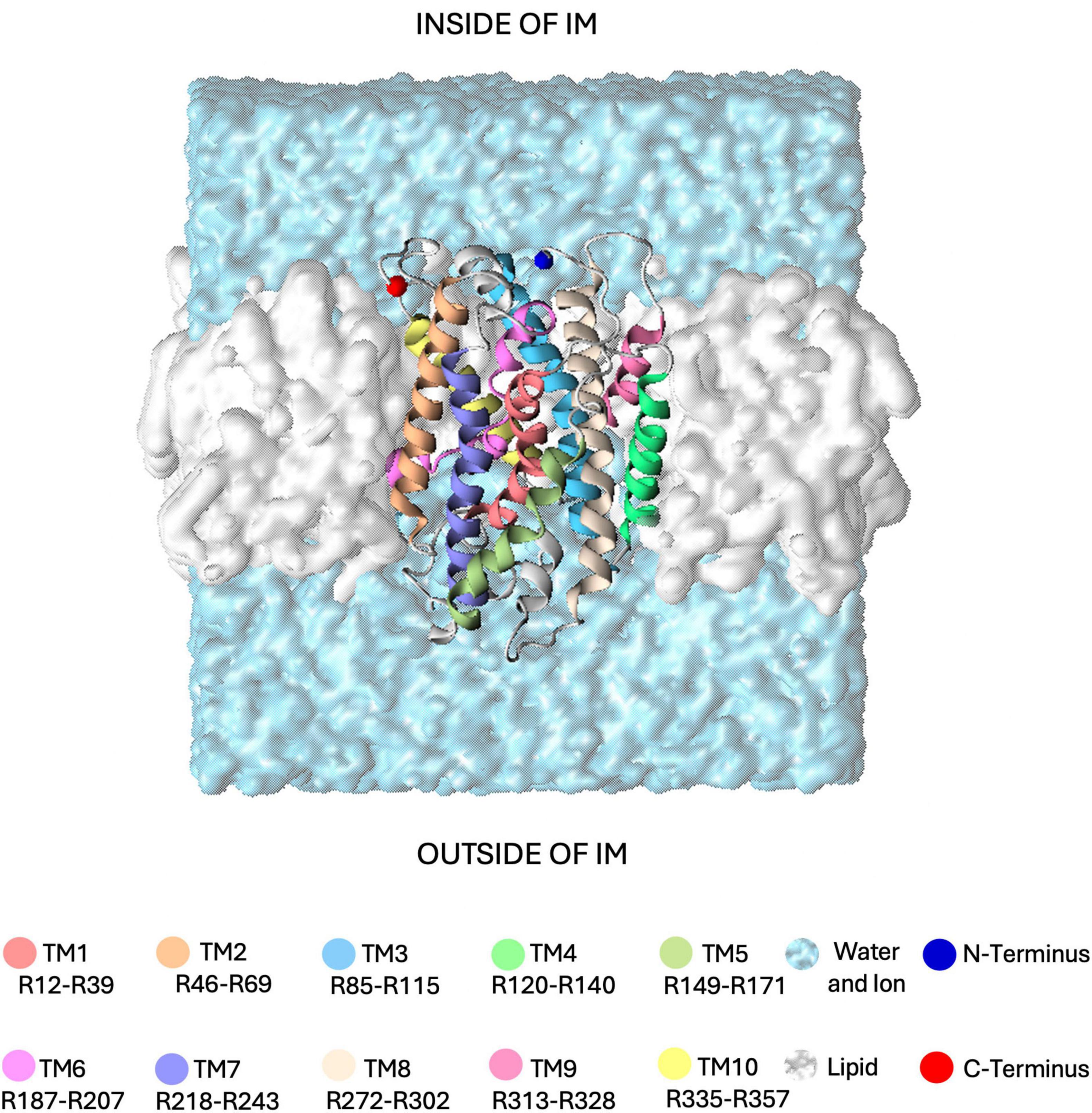 Illustration of a protein structure embedded in a lipid membrane. Transmembrane segments (TM1-TM10) are depicted in various colors within a blue membrane, surrounded by white lipid molecules. The N-terminus is shown in blue and the C-terminus in red. Labels indicate regions inside and outside the inner membrane (IM). A legend identifies transmembrane segments, water, ions, and lipid components.