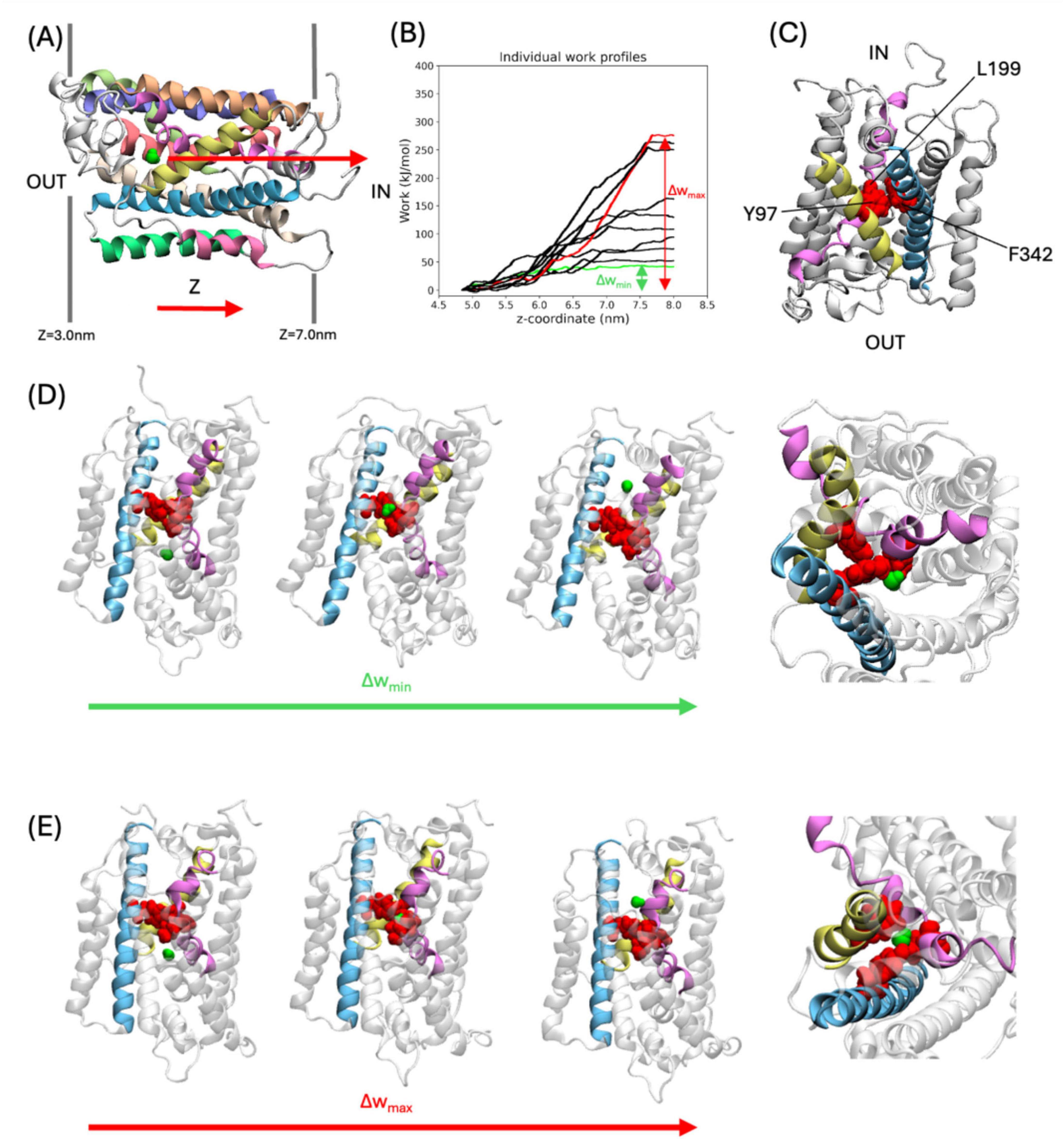 Diagram illustrating a protein structure with multiple panels. Panel A shows the protein orientation with directional arrows labeled IN and OUT. Panel B presents a graph titled “Individual work profiles” plotting work against z-coordinate. Panel C highlights specific protein segments with labels L199, Y97, and F342. Panels D and E depict structural conformations with color-coded regions, indicating minimum (green arrow) and maximum (red arrow) work differences, respectively. Each protein model showcases detailed helical arrangements.