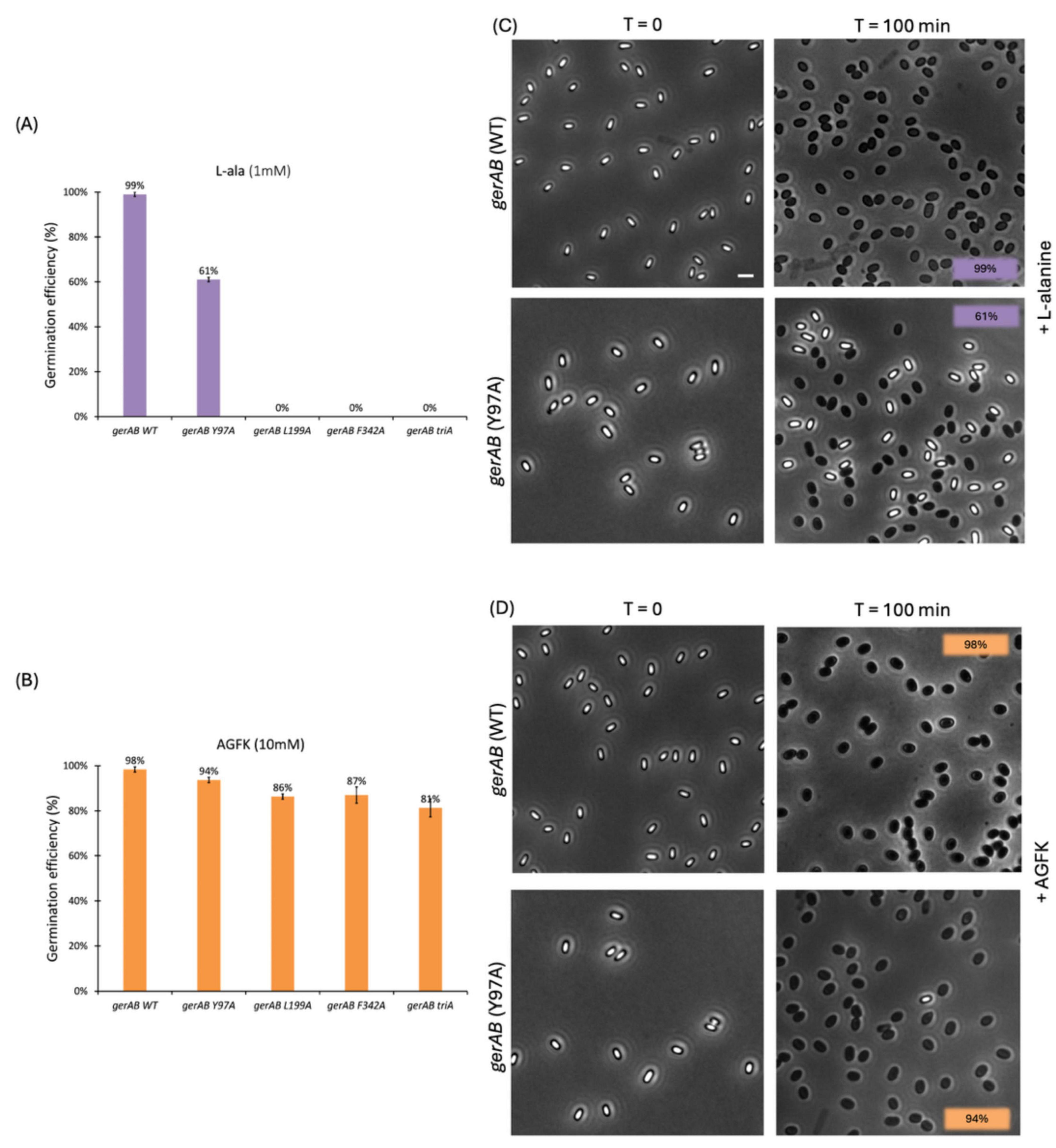 Graphs and microscopy images depict germination efficiency of different *gerAB* mutants in response to stimuli. (A) Bar graph shows high efficiency for wild type and gerAB Y97A with L-alanine, low for others. (B) Bar graph shows high efficiency for all mutants with AGFK. (C, D) Microscopy images at time zero and one hundred minutes show spore germination with L-alanine and AGFK, respectively, highlighting significant germination for wild type and gerAB Y97A variants. Germination efficiency percentages are indicated on images.