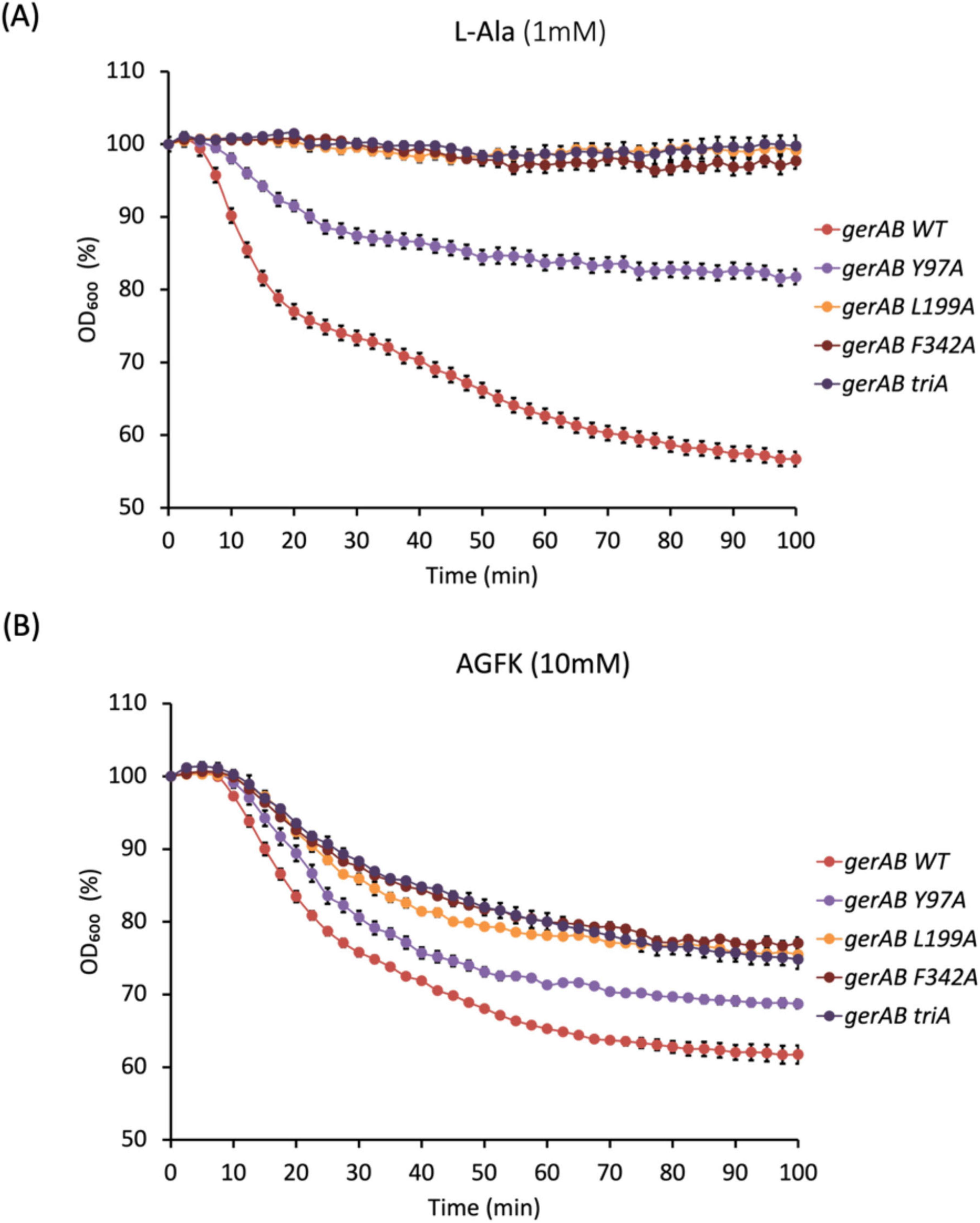 “Two graphs depict optical density (OD600) over time for different mutants. (A) Shows the effect of L-Ala (1mM), where “gerAB WT” and “gerAB Y97A” decrease gradually, while other mutants maintain higher OD. (B) Displays results with AGFK (10mM), indicating all mutants decrease in OD, with “gerAB WT” declining the most. Each line represents a different mutant.”
