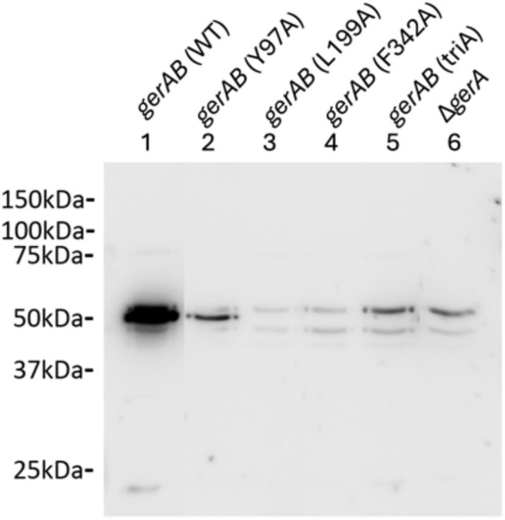 Western blot image showing protein bands for different gerAB mutants. Lanes are labeled as gerAB (WT), gerAB (Y97A), gerAB (L199A), gerAB (F342A), gerAB (triA), and ΔgerA. Molecular weight markers are indicated on the left: 150 kDa, 100 kDa, 75 kDa, 50 kDa, 37 kDa, and 25 kDa. Bands are visible around the 50 kDa marker region, varying in intensity across lanes.
