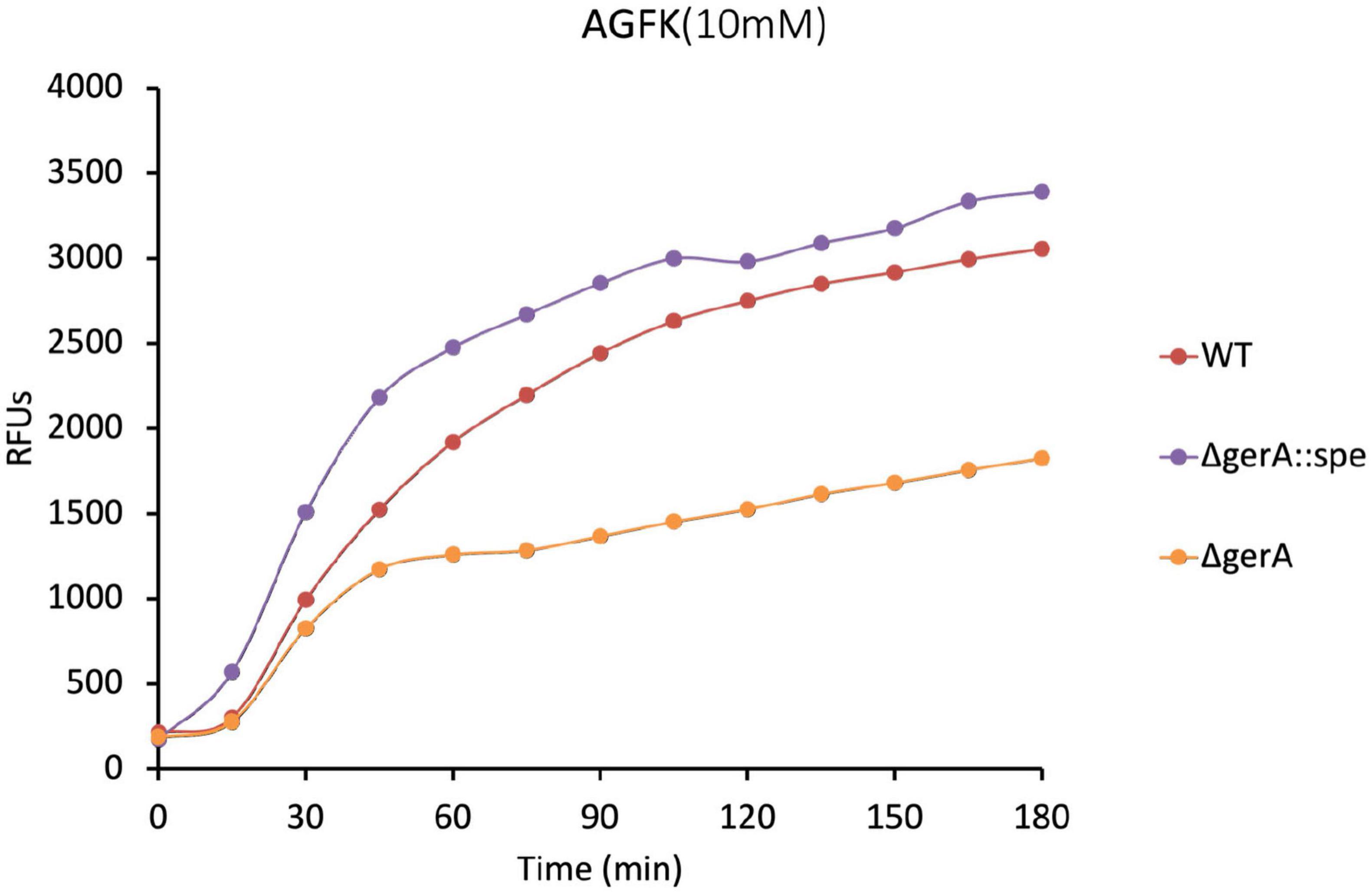 Line graph showing the response of three strains to AGFK 10 millimolar over 180 minutes. The Y-axis represents RFUs, and the X-axis represents time in minutes. Wild type (WT) is in red, ΔgerA::spe in purple, and ΔgerA in orange. ΔgerA::spe shows the highest RFU levels, followed by WT, with ΔgerA having the lowest.