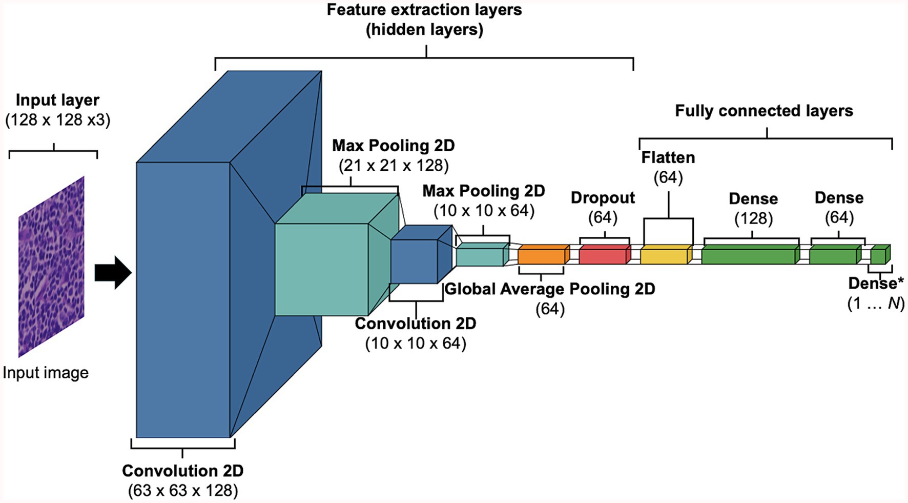 Diagram of a neural network architecture. It starts with an input image layer, size 128 by 128 by 3, followed by 2D convolution layers and max pooling layers. Feature extraction layers involve transformations from a size of 63 by 63 by 128 to 10 by 10 by 64. Global average pooling, dropout, flatten, and dense layers are part of the fully connected layers, concluding with a dense output layer labeled Dense* from 1 to N (N refers to the number of class).