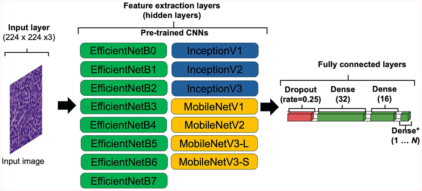 Diagram of a neural network architecture for image processing. It begins with an input layer for a 224x224x3 image, followed by feature extraction using pre-trained CNNs like EfficientNet versions B0 to B7, Inception V1 to V3, and MobileNet V1 to V3. The network proceeds to fully connected layers with a dropout rate of 0.25, followed by dense layers with sizes 32 and 16, and ends with a final dense layer ranging from 1 to N units.