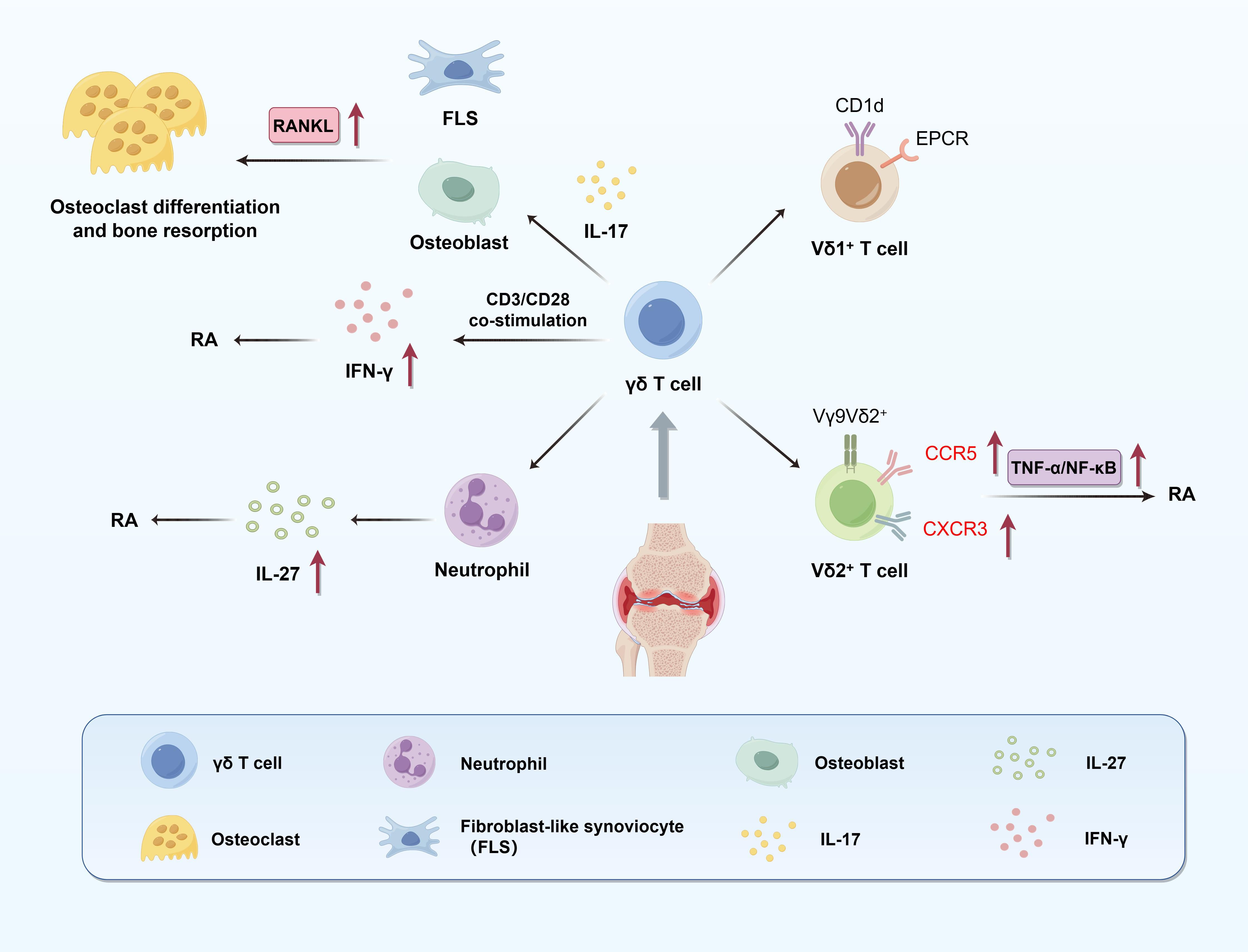 Flowchart depicting the interaction between various cells and molecules in osteoclast differentiation and bone resorption, relating to rheumatoid arthritis (RA). Key components include γδ T cells, Vδ1+ and Vγ9Vδ2+ T cells, IL-17, IFN-γ, IL-27, RANKL, CD3/CD28 co-stimulation, EPCR, CD1d, CCR5, CXCR3, and TNF-α/NF-κB. Symbols represent different cells: γδ T cells (blue), neutrophils (purple), osteoclasts (yellow), fibroblast-like synoviocytes (blue-gray), and osteoblasts (green). RA influences multiple pathways, indicated by arrows.
