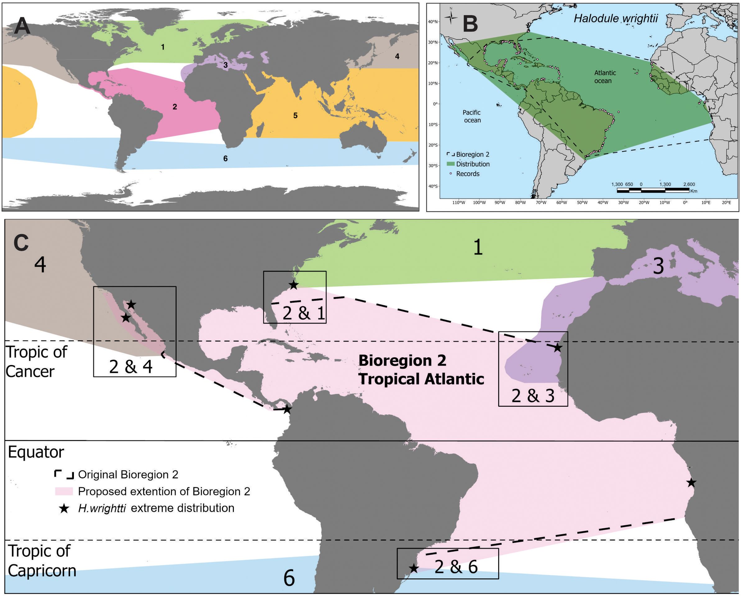 Map composed of three panels illustrating bioregions and the distribution of Halodule wrightii. Panel A shows global bioregions with colored areas labeled one to six. Panel B depicts the distribution of Halodule wrightii in the Americas, highlighting its presence along the Atlantic and Pacific Oceans. Panel C focuses on the Tropical Atlantic Bioregion 2, showing proposed extensions and extreme distribution points of H. wrightii, marked by stars, across the eastern Americas, western Africa, and nearby regions along the Tropic of Cancer and Equator.