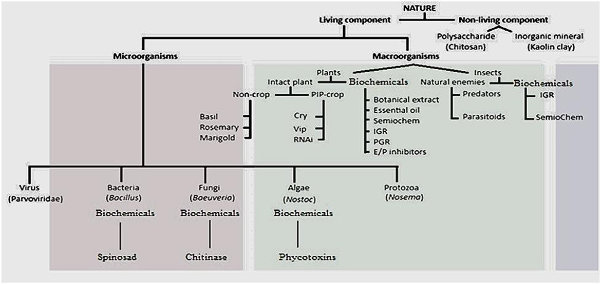 Flowchart categorizing natural components into microorganisms and macroorganisms, with subcategories of living and non-living components. It includes bacteria like Bacillus producing biochemicals such as spinosad, and fungi like Beauveria producing chitinase. Macroorganisms feature plants like basil and insects categorized by natural enemies and biochemicals. Non-living components include chitosan and kaolin clay.