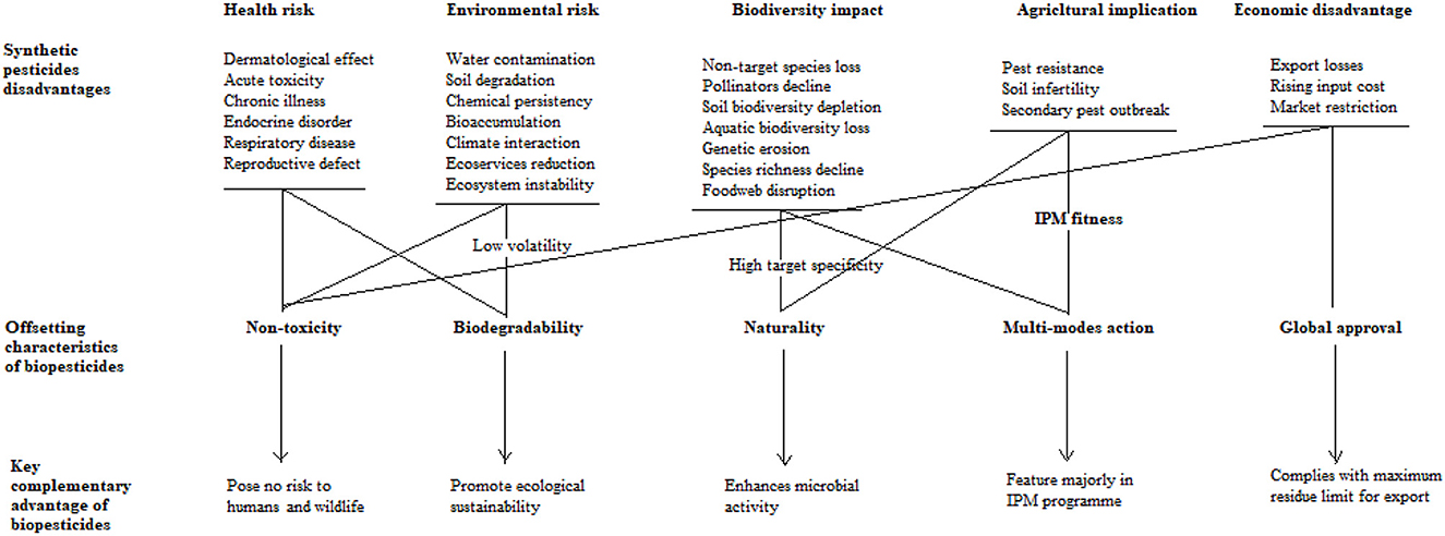 Flowchart comparing synthetic pesticides and biopesticides. Synthetic pesticides' disadvantages include health risks, environmental risks, biodiversity impact, agricultural implications, and economic disadvantages. Biopesticides offset these with low volatility, non-toxicity, biodegradability, high target specificity, naturality, multi-modes action, and global approval. Key advantages of biopesticides are posing no risk to humans and wildlife, promoting ecological sustainability, enhancing microbial activity, featuring in IPM programs, and complying with export residue limits. Lines connect corresponding traits between synthetic pesticides and biopesticides.