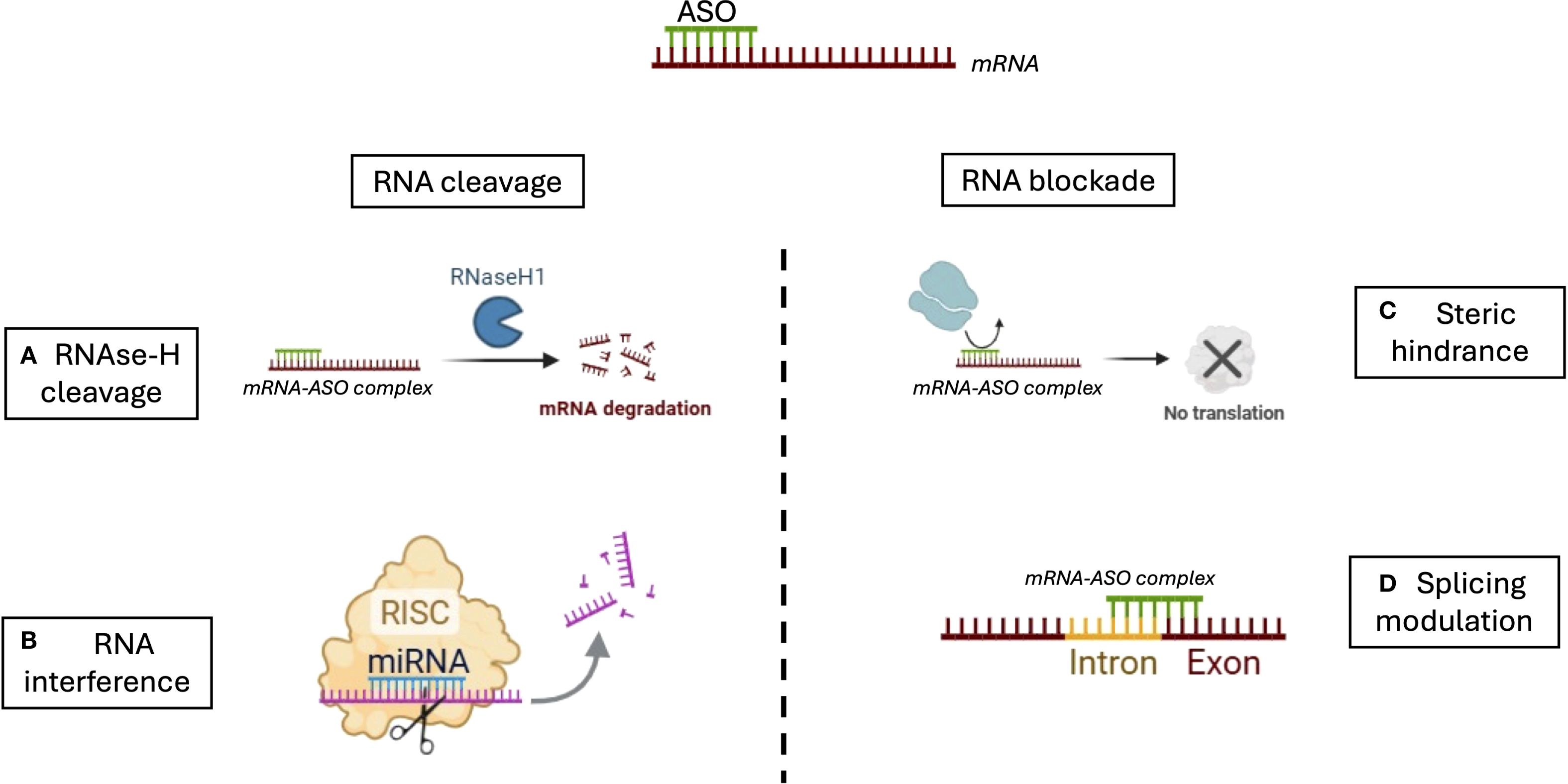 Diagram illustrating antisense oligonucleotide (ASO) mechanisms. Left side: RNA cleavage. A: RNase-H cleavage shows mRNA-ASO complex leading to mRNA degradation. B: RNA interference depicts RISC and miRNA complex causing degradation. Right side: RNA blockade. C: Steric hindrance prevents translation via mRNA-ASO complex. D: Splicing modulation highlights mRNA-ASO complex influencing exon/intron splicing.