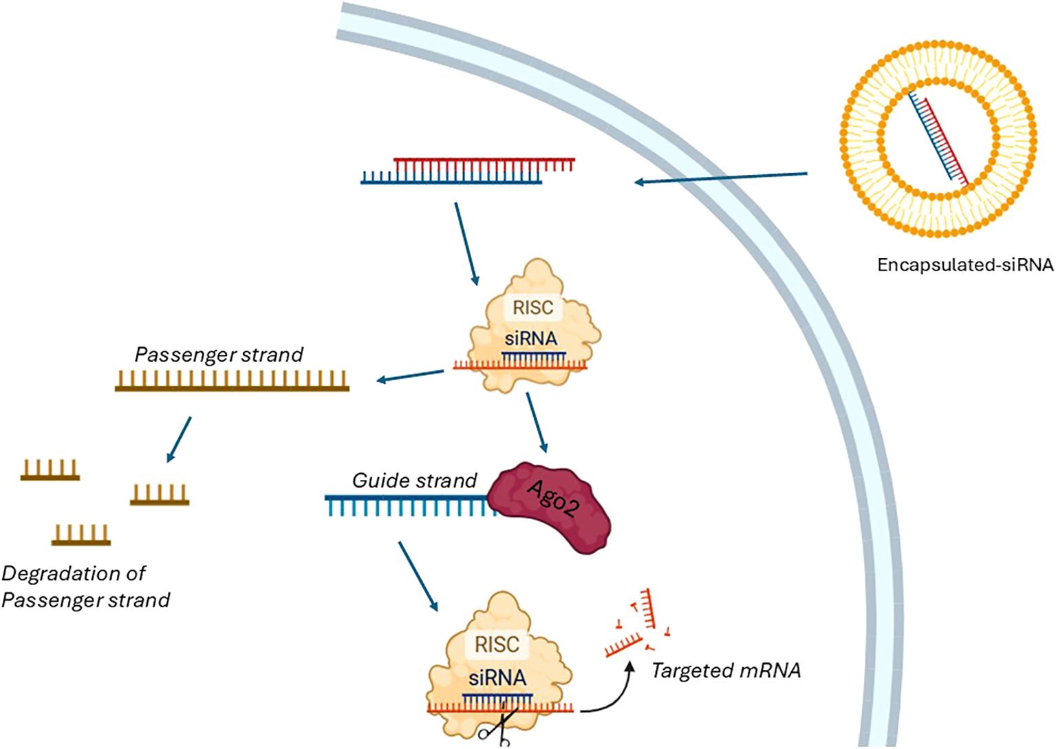 Diagram illustrating siRNA's cellular mechanism. Encapsulated siRNA enters a cell, forming a complex with RISC. The passenger strand degrades, leaving the guide strand. The guide strand directs RISC to target mRNA for degradation.
