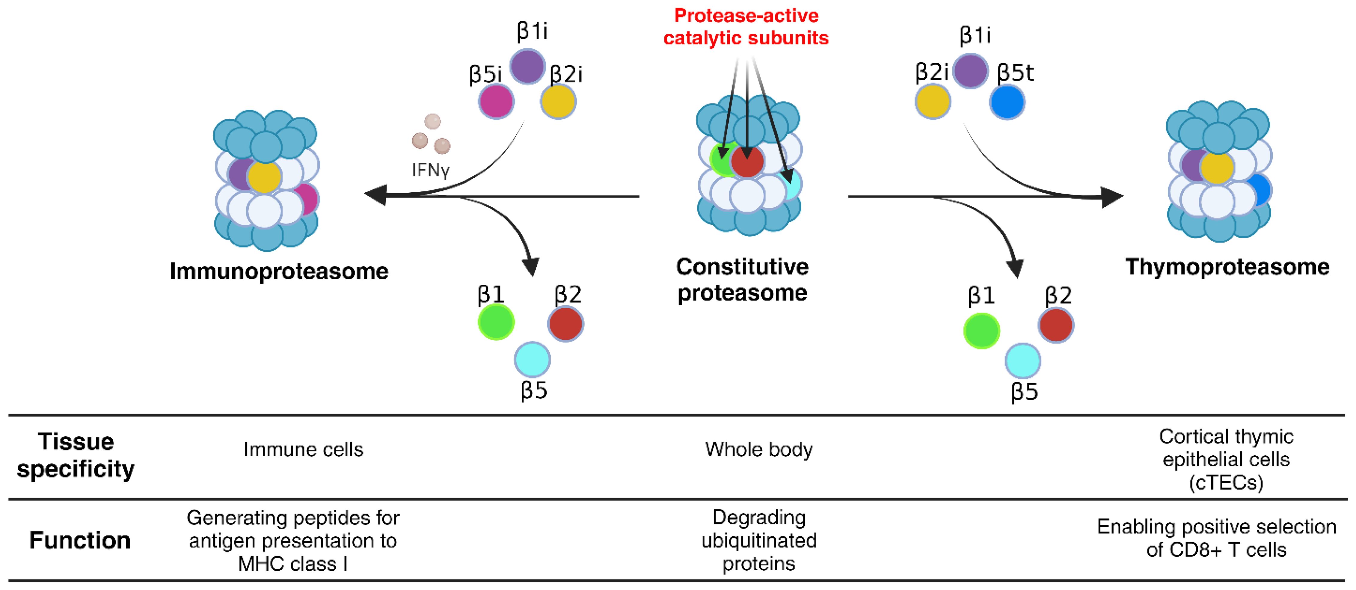 Diagram illustrating the composition and function of three types of proteasomes: immunoproteasome in immune cells for MHC class I antigen presentation, constitutive proteasome throughout the body for protein degradation, and thymoproteasome in cortical thymic epithelial cells enabling CD8+ T cell selection. Arrows show subunit changes for each proteasome type.
