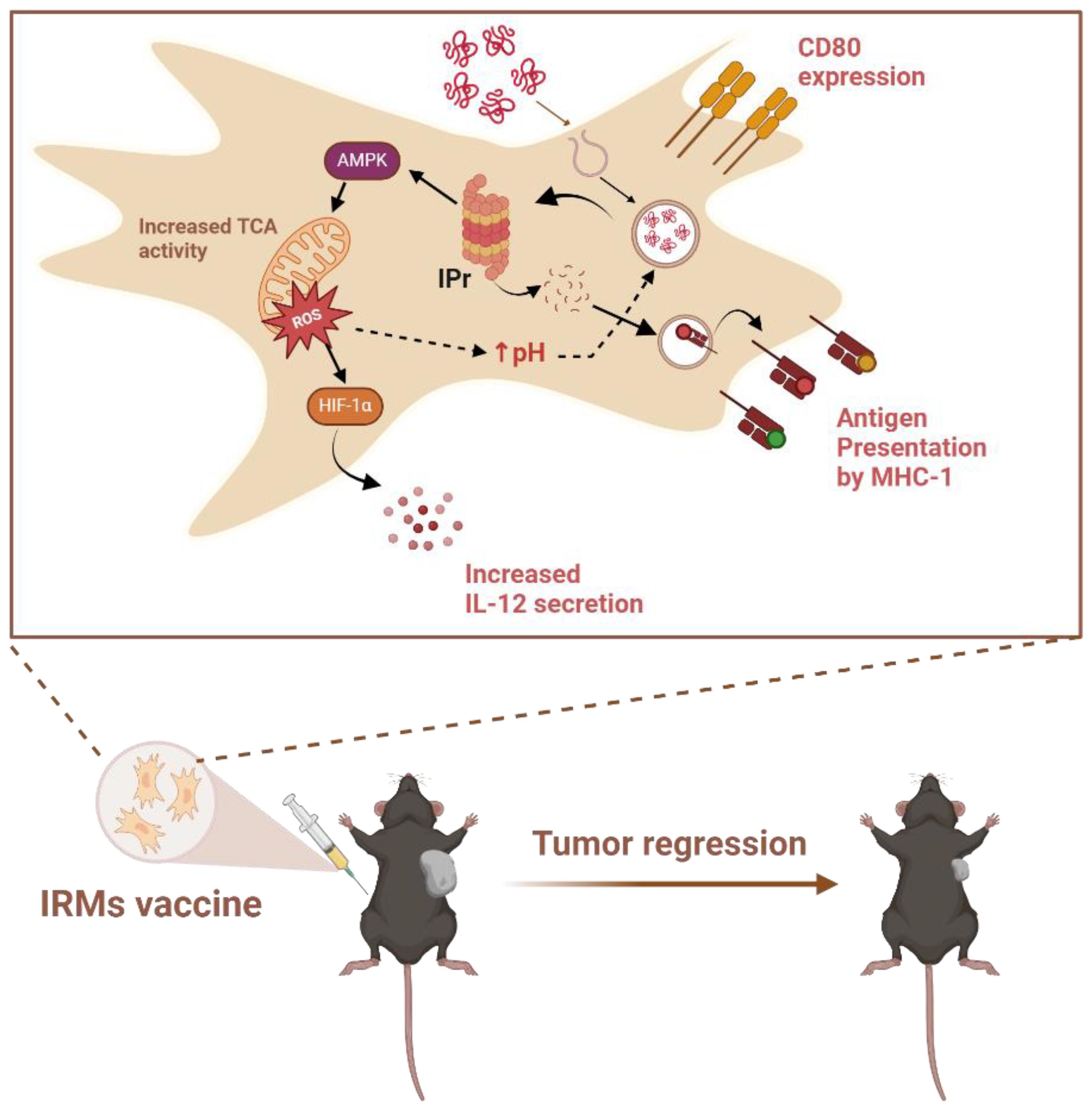 Diagram illustrating the mechanism of an IRMs vaccine leading to tumor regression. The vaccine enhances processes like TCA activity and IL-12 secretion, affecting antigen presentation and CD80 expression. An illustration shows a mouse receiving the vaccine, resulting in tumor reduction.