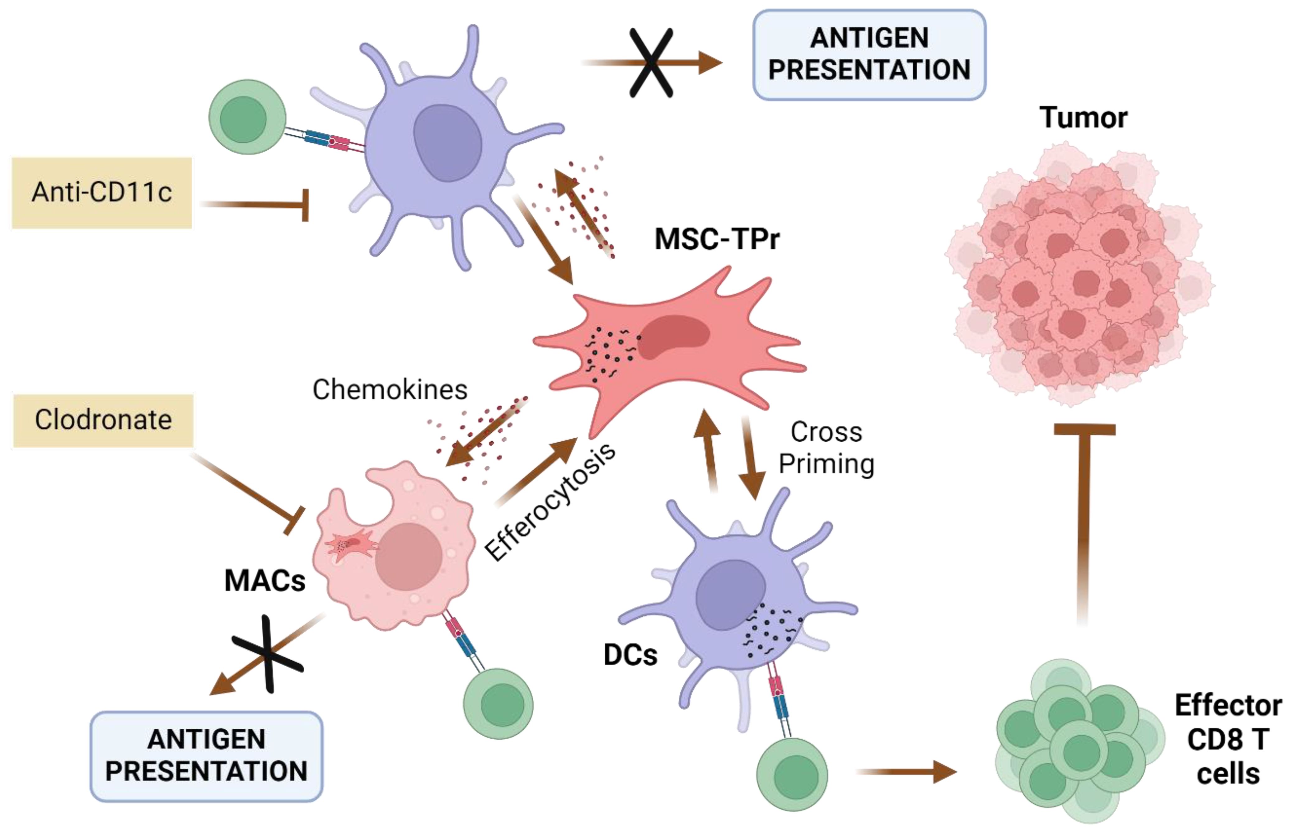 Diagram illustrating immune interactions in antitumor response. Anti-CD11c and clodronate inhibit antigen presentation by dendritic cells (DCs) and macrophages (MACs), respectively. Mesenchymal stem cell-like tumor-promoting cells (MSC-TPr) induce chemokines and efferocytosis, affecting DCs and MACs. Cross-priming occurs between DCs and effector CD8 T cells, leading to immune activation against the tumor.