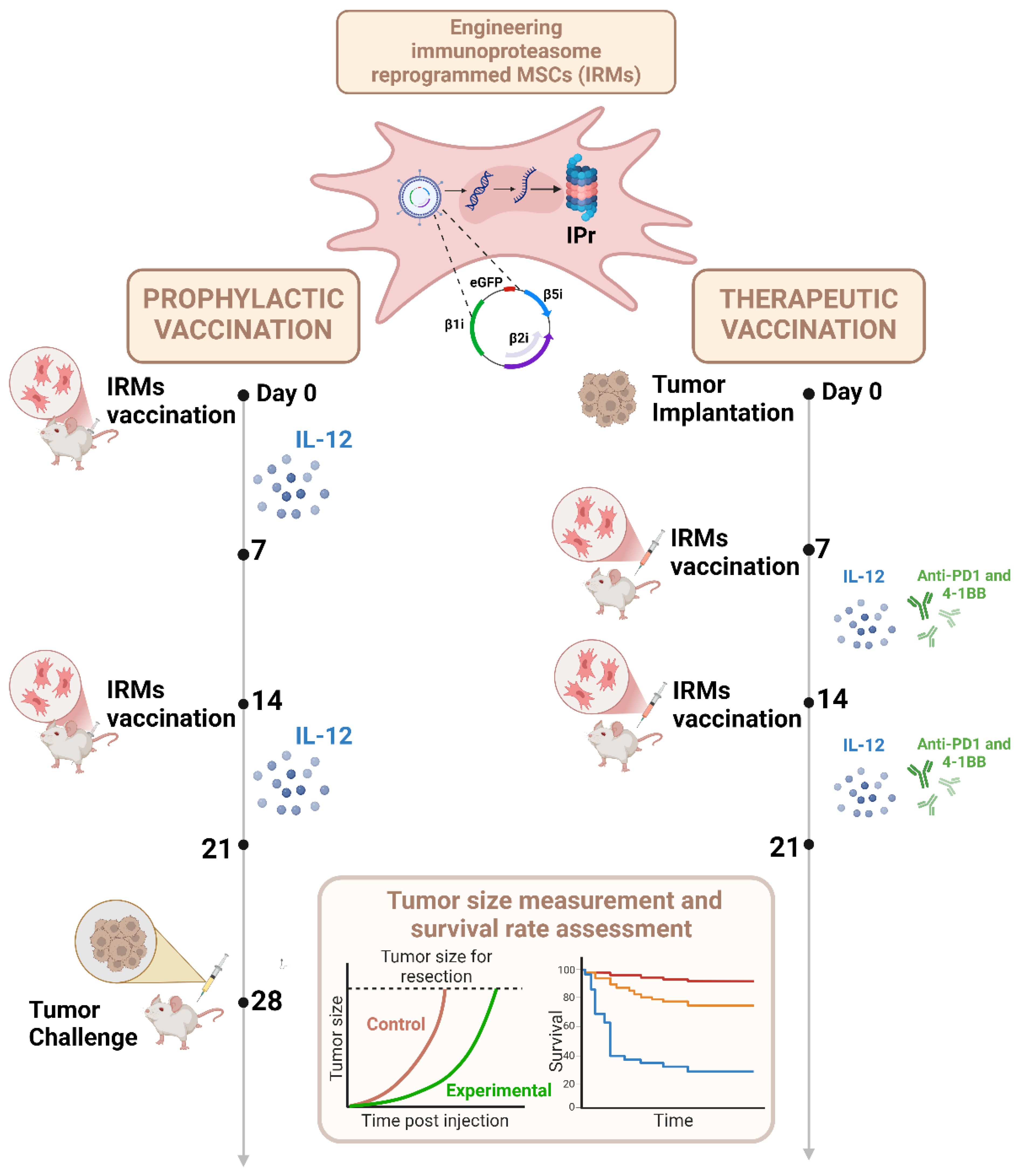 Diagram illustrating a comparison between prophylactic and therapeutic vaccination using immunoproteasome reprogrammed mesenchymal stem cells (IRMs). The left side shows prophylactic vaccination steps: IRMs vaccination on days 0, 7, and 14, followed by tumor challenge on day 28. The right side depicts therapeutic vaccination: tumor implantation on day 0, with IRMs vaccinations on days 7 and 14. Both schedules involve IL-12 administration, and the therapeutic approach includes Anti-PD1 and 4-1BB. A graph shows tumor size and survival rate assessment, comparing control versus experimental groups.