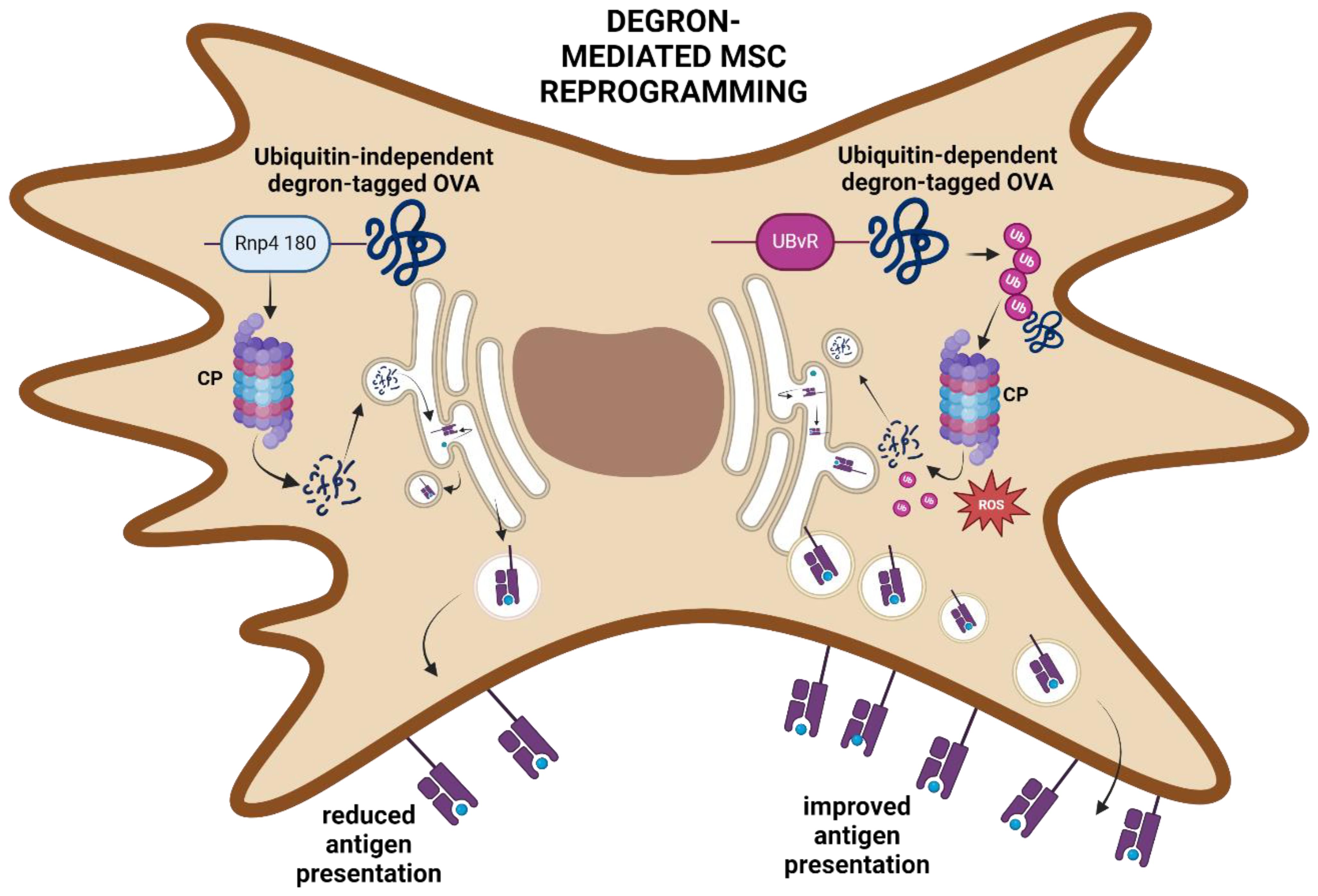 Diagram illustrating degron-mediated MSC reprogramming. On the left, ubiquitin-independent degron-tagged OVA involves Rpn4 180 leading to reduced antigen presentation. On the right, ubiquitin-dependent degron-tagged OVA with UBvR enhances antigen presentation through ubiquitination, CP involvement, and ROS production. Arrows indicate the pathway and processes.