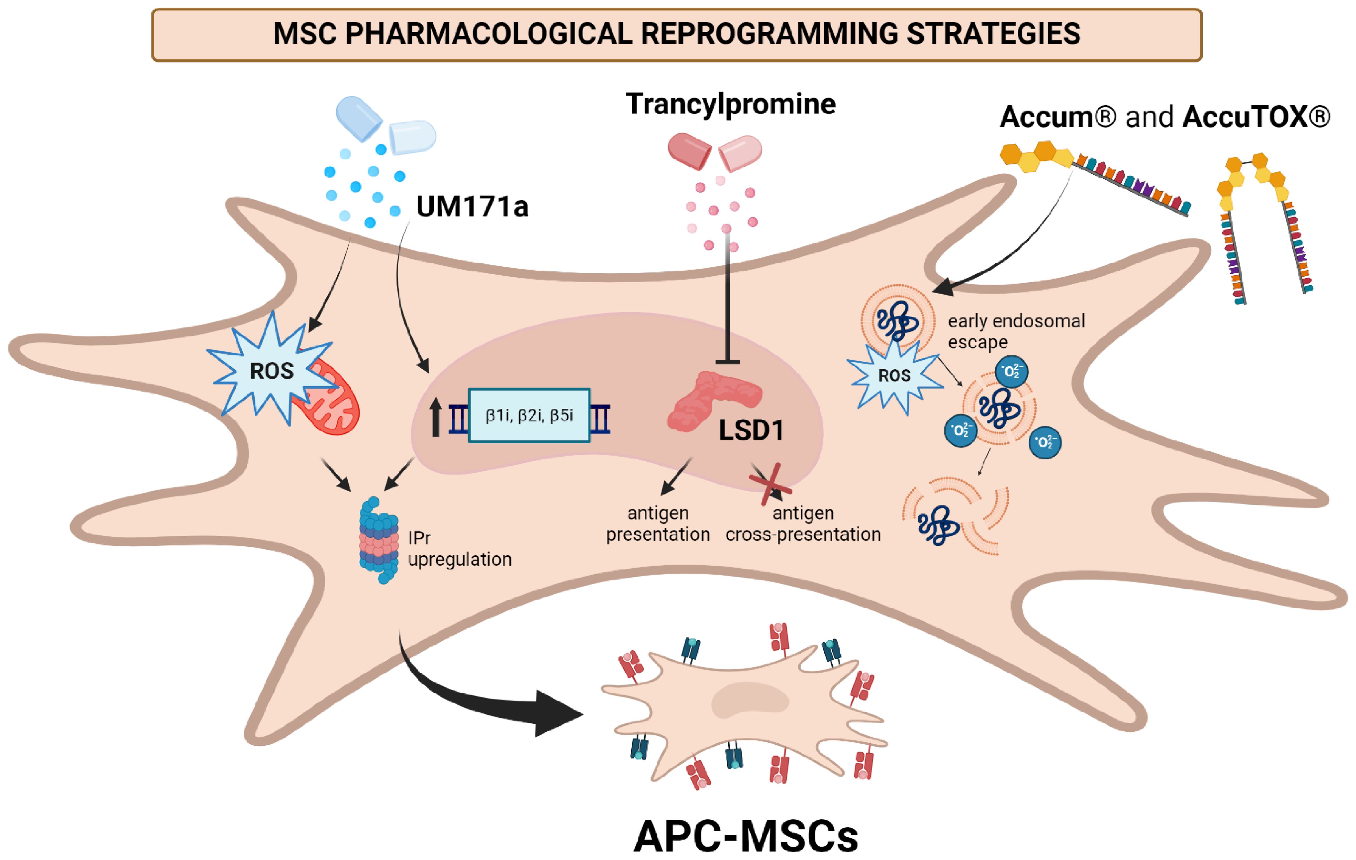 Diagram illustrating MSC pharmacological reprogramming strategies. It shows UM171a and Tranylcypromine affecting reactive oxygen species (ROS) and LSD1 pathways, and Accum and AccuTOX enabling early endosomal escape, leading to antigen presentation and cross-presentation in APC-MSCs.