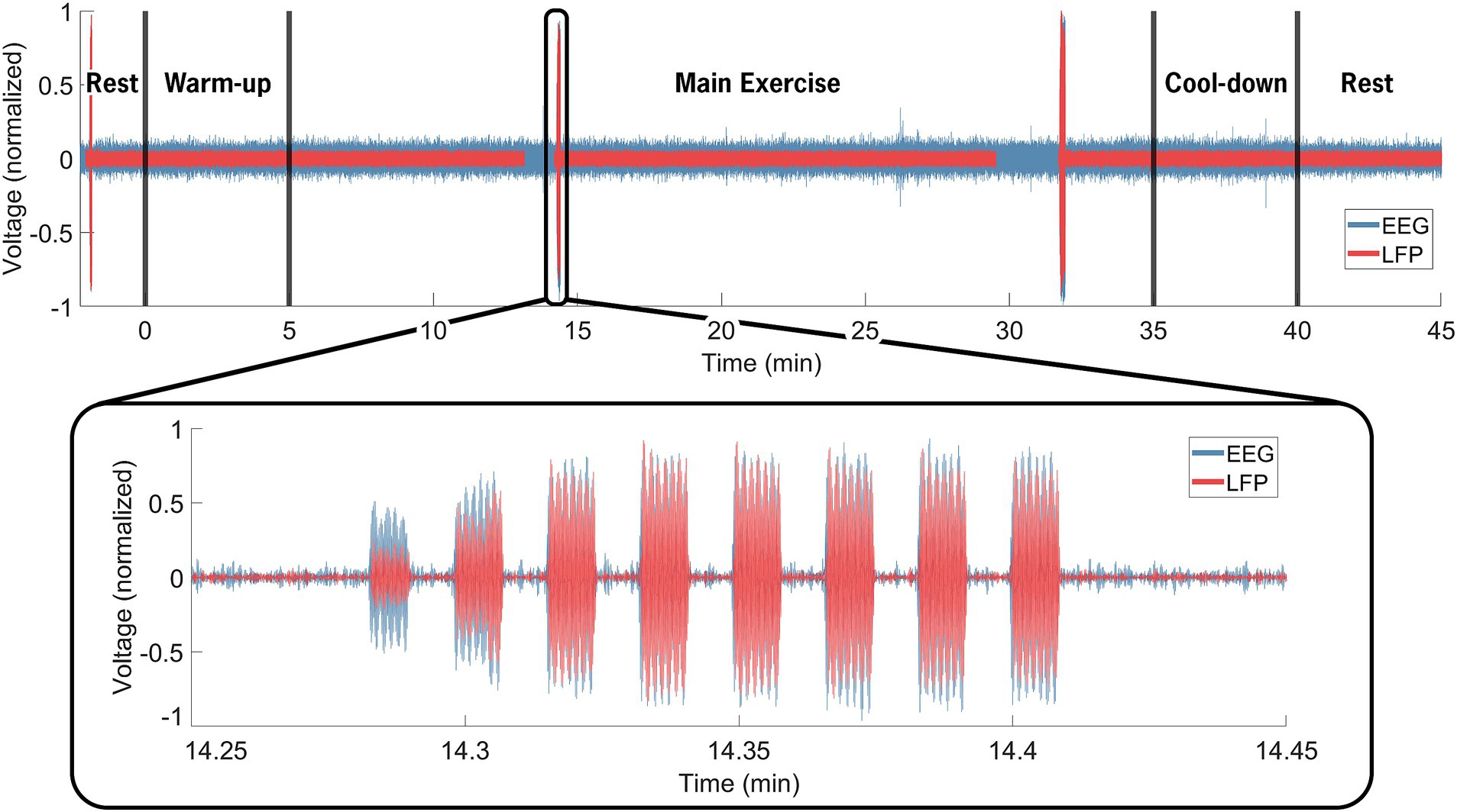 Graph showing normalized voltage over 45 minutes divided into phases: Rest, Warm-up, Main Exercise, Cool-down, and Rest. EEG and LFP signals in blue and red. A magnified section between 14.25 and 14.45 minutes illustrates the electrical artifact injected via the TENS device visible in both the EEG and LFP data.