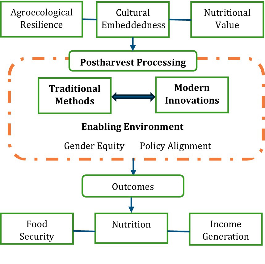 Flowchart depicting the relationship between postharvest processing, traditional methods, modern innovations, and enabling environment factors like gender equity and policy alignment. The outcomes include food security, nutrition, and income generation, all supported by agroecological resilience, cultural embeddedness, and nutritional value.