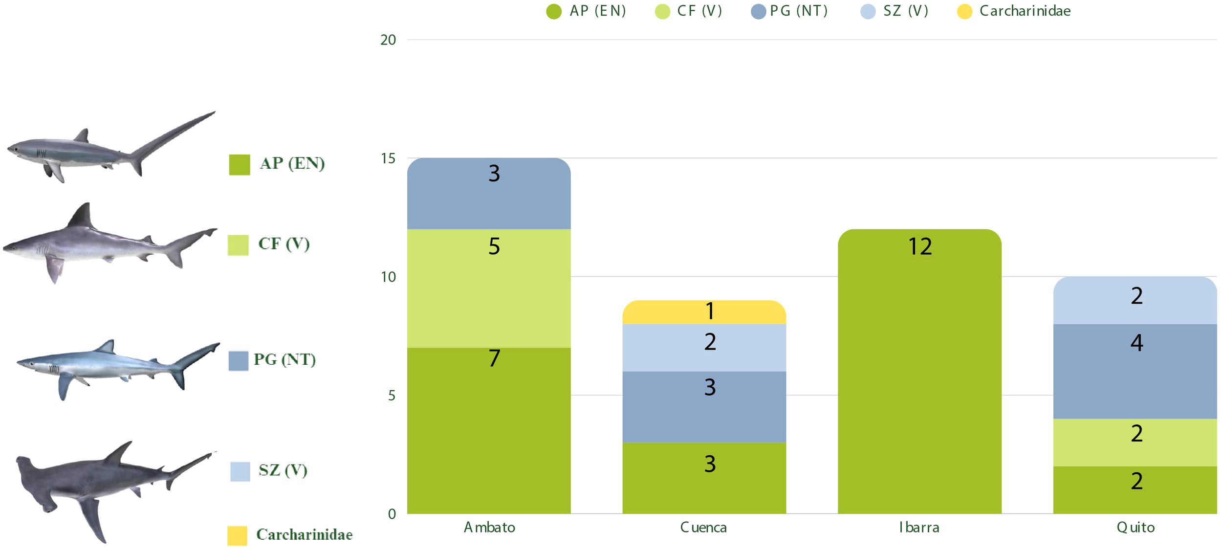 Stacked bar chart with shark illustrations and color-coded legend depicts relative quantities of four shark species and Carcharhinidae in Ambato, Cuenca, Ibarra, and Quito, showing higher counts for AP (EN) in Ibarra and Ambato.