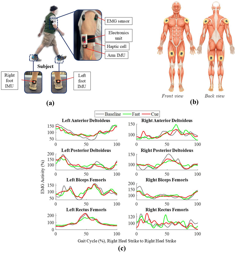 Diagram collection displaying wearable technology and EMG activity for gait analysis. (a) A person with sensors on the limbs, showing EMG sensor, electronics unit, haptic cell, and IMUs on arms and feet. (b) Front and back views of the upper and lower limb muscles with highlighted sensor locations. (c) Graphs of EMG activity for muscles including deltoids, biceps femoris, and rectus femoris across gait cycles, comparing Baseline, Fast, and Cue conditions.