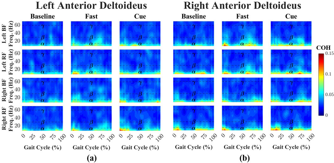 Time–frequency heatmaps showing coherence between the anterior deltoid muscles of the arms and the leg muscles (biceps femoris and rectus femoris) during three walking conditions: Baseline, Fast, and Cueing. Panel (a) shows results for the left anterior deltoid and both left and right leg muscles, and panel (b) shows results for the right anterior deltoid and both left and right leg muscles. The x-axis represents the normalized gait cycle aligned to right heel strike, and the y-axis shows frequencies from 0 to 70 hertz. Dashed horizontal lines mark the alpha (8–15 Hz), beta (15–30 Hz), and gamma (30–60 Hz) bands. A color scale ranges from blue (low coherence) to red (high coherence).