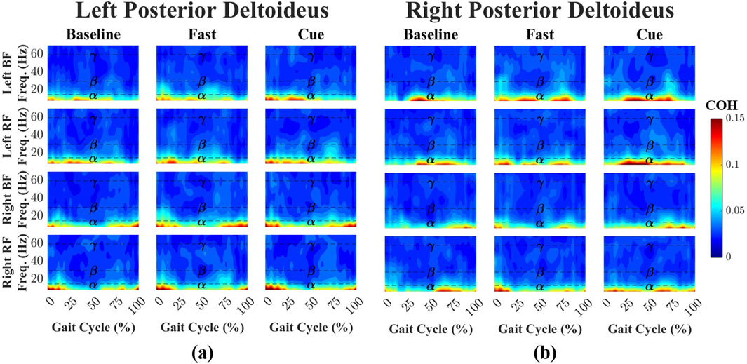 Time–frequency heatmaps showing coherence between the posterior deltoid muscles of the arms and the leg muscles (biceps femoris and rectus femoris) during three walking conditions: Baseline, Fast, and Cueing. Panel (a) shows results for the left posterior deltoid and both left and right leg muscles, and panel (b) shows results for the right posterior deltoid and both left and right leg muscles. The x-axis represents the normalized gait cycle aligned to right heel strike, and the y-axis shows frequencies from 0 to 70 hertz. Dashed horizontal lines mark the alpha (8–15 Hz), beta (15–30 Hz), and gamma (30–60 Hz) bands. A color scale ranges from blue (low coherence) to red (high coherence).