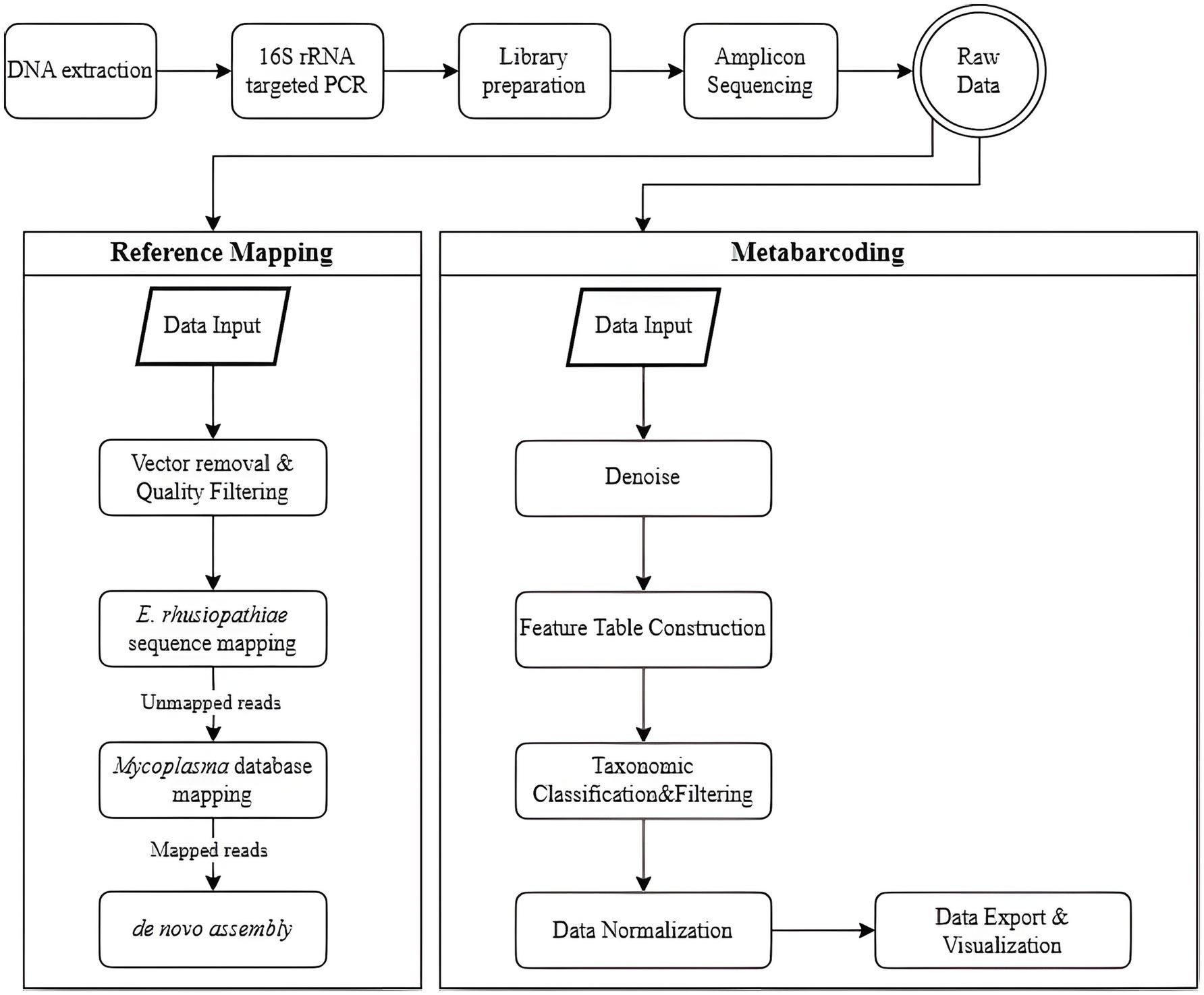 Flowchart of DNA sequencing processes. Starting with DNA extraction, 16S rRNA targeted PCR, library preparation, and amplicon sequencing, leading to raw data. It splits into two paths: Reference Mapping and Metabarcoding. Reference Mapping includes vector removal, E. rhusiopathiae mapping, Mycoplasma database mapping, and de novo assembly. Metabarcoding involves denoising, feature table construction, taxonomic classification, and data normalization, finishing with data export and visualization.