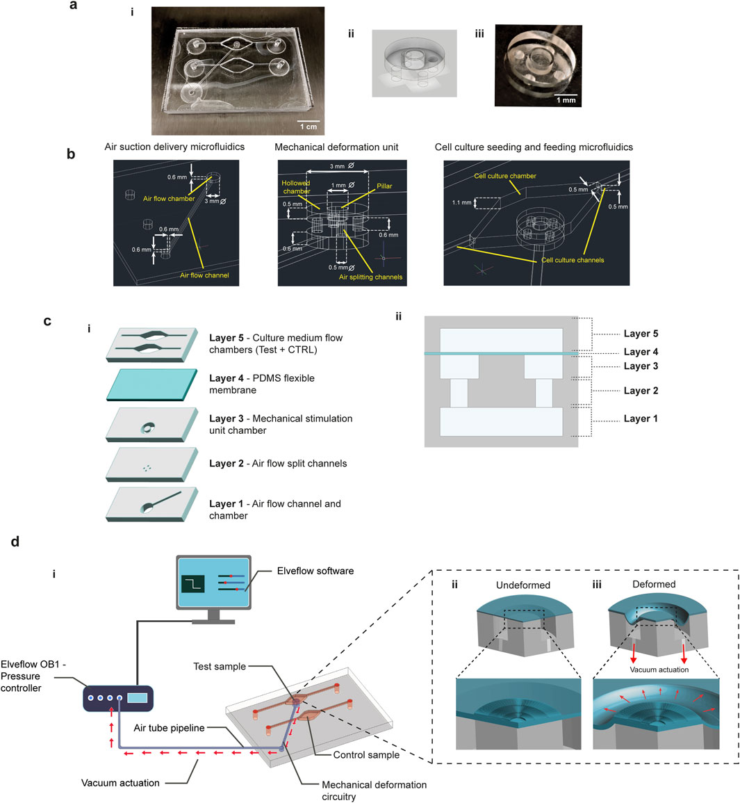 Diagram illustrating a microfluidic device setup divided into sections (a to d). (a) Shows photographs of the device. (b) Depicts detailed schematics of microfluidics, mechanical deformation, and cell culture components. (c) Illustrates a five-layer design of the device, with layers defined for specific functions like airflow and culture medium flow. (d) Demonstrates the integration with Elveflow software and pressure controller, showing the mechanical deformation process with deformed and undeformed states of the sample.
