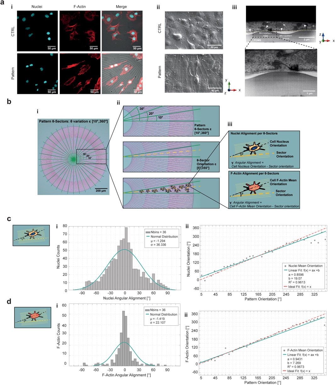 A composite image featuring scientific visualizations: (a) Fluorescence and SEM images of cells under control and patterned conditions, showing nuclei, F-actin staining, and surface texture. (b) Schematic of pattern orientation, angular alignment, and cell alignment in relation to pattern sectors, with diagrams highlighting sectors. (c) and (d) Histograms and scatter plots showing the distribution and correlation of nuclei and F-actin angular alignments relative to pattern orientation, with associated statistical data. Each panel includes detailed labels and measurements in micrometers or degrees, illustrating cell behavior and alignment in response to surface patterns.