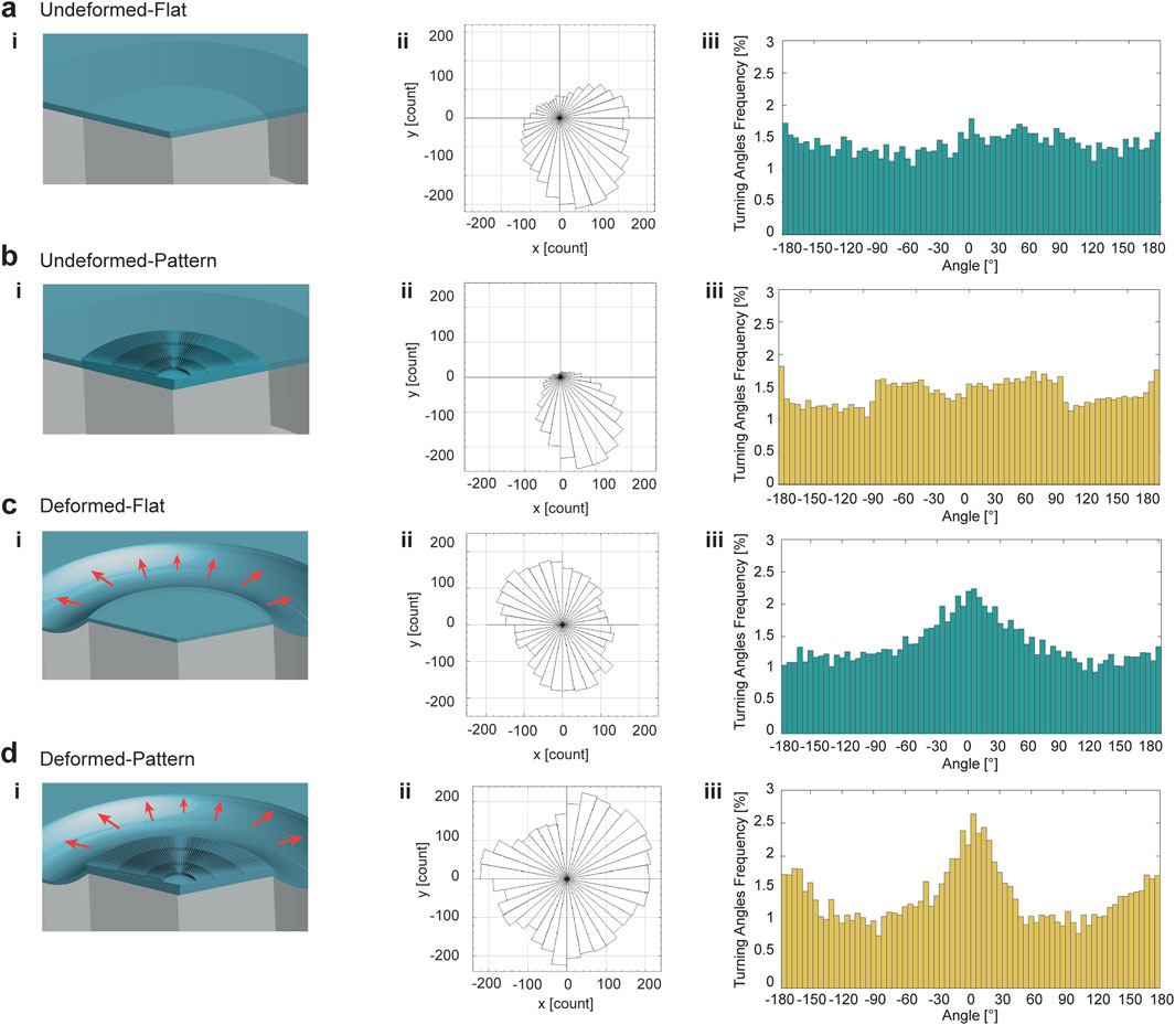 Four sets of images display changes in cell trajectories and turning angles:a) Un-deformed Flat: A flat structure is shown with a polar plot and a histogram of turning angles.b) Un-deformed Pattern: A patterned structure is depicted with corresponding data visualizations.c) Deformed Flat: A flat structure with deformation indicated by red arrows, shown with its polar plot and angle histogram.d) Deformed Pattern: A patterned structure with deformation, also shown with a polar plot and angle histogram. Each set includes a 3D visualization, polar plot, and histogram.