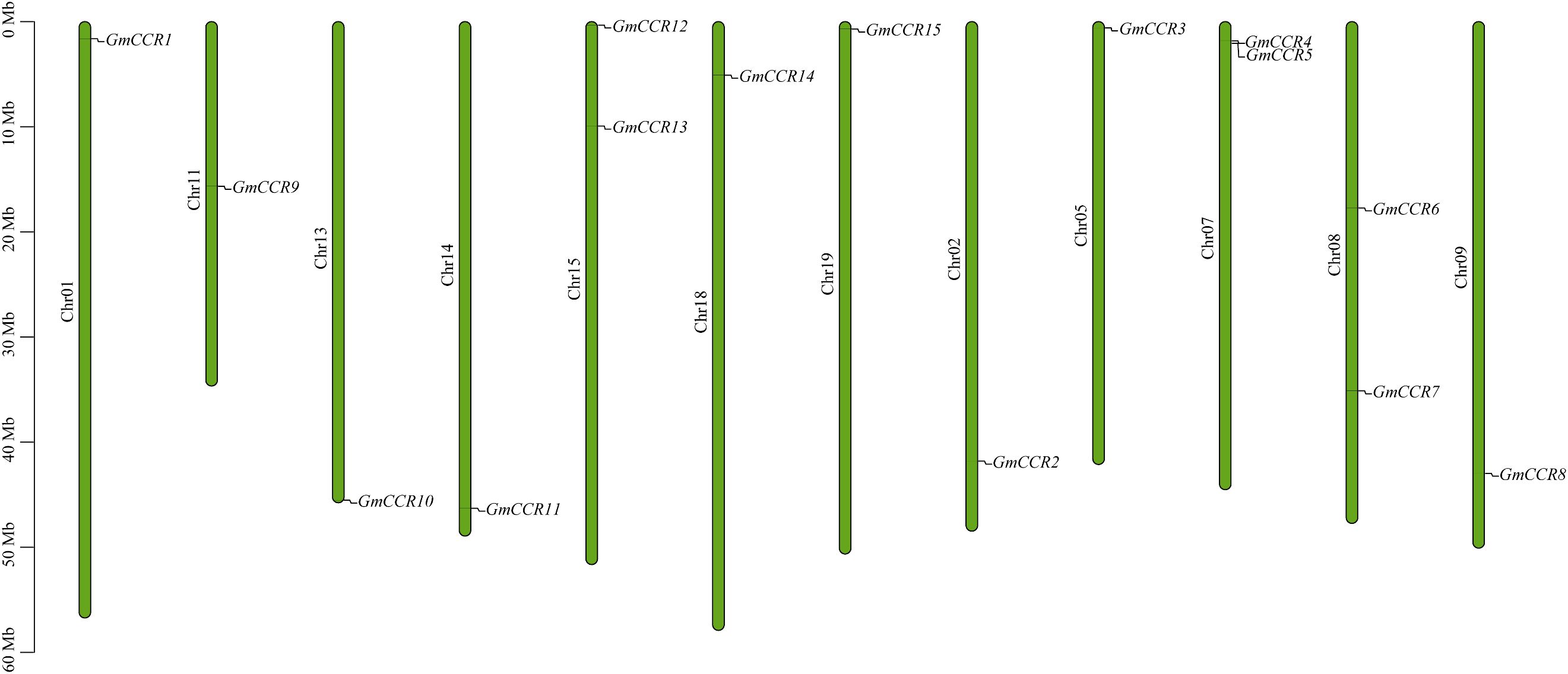 Diagram of soybean chromosomes labeled Chr01 to Chr19. Specific genes, GmCCR1 to GmCCR15, are marked on various chromosomes. Chromosomes are depicted as green vertical bars with position scales ranging from 0 to 60 megabases.