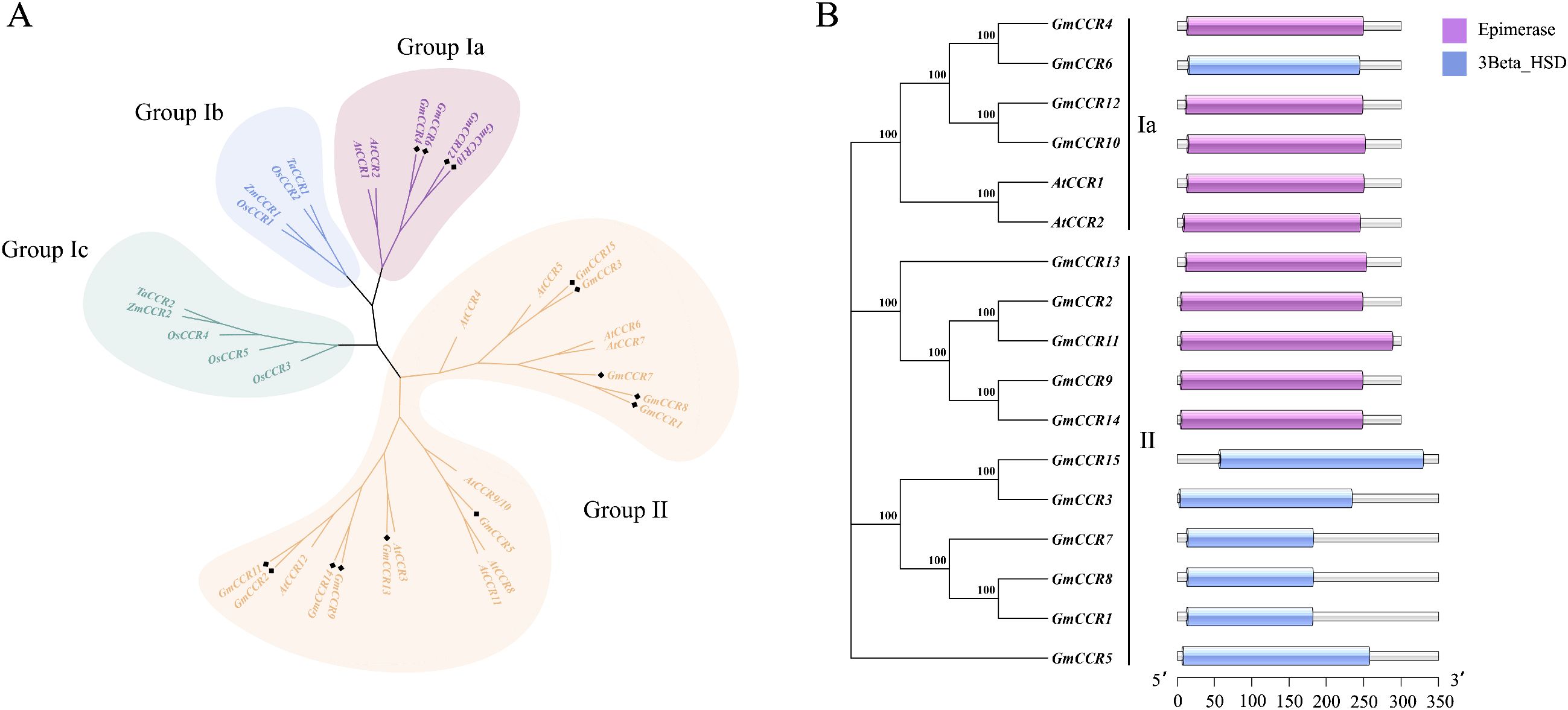 (A) Phylogenetic tree showing groups of gene families divided into Group Ia, Ib, Ic, and II, highlighted in different colors. (B) Corresponding protein domain structures with epimerase domains in purple and 3Beta_HSD domains in blue. Gene names are listed with domain lengths represented graphically.
