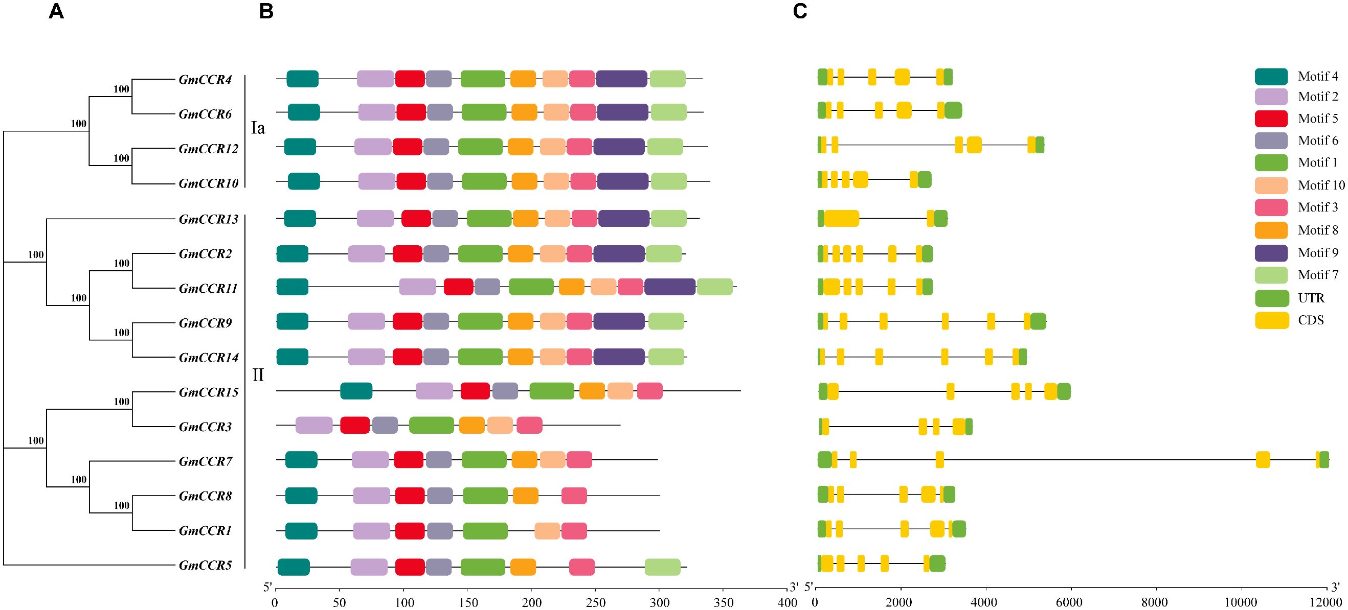Phylogenetic analysis and motif structures of GmCCR proteins. Panel A displays a phylogenetic tree with various GmCCR proteins. Panel B illustrates motif compositions using colored boxes for distinct motifs, labeled 1 to 10. Panel C shows exon-intron structures with green UTRs and yellow CDS regions. Each motif and structure is color-coded as per the legend.