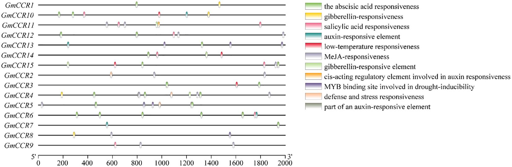 Diagram of GmCCR genes showing different regulatory elements along the sequences. Each gene is represented by a horizontal line with colored indicators for various elements. The legend identifies different elements, such as abscisic acid responsiveness and auxin-responsive elements, with unique colors. The diagram ranges from 5’ to 3’ across a scale of 0 to 2000 base pairs.